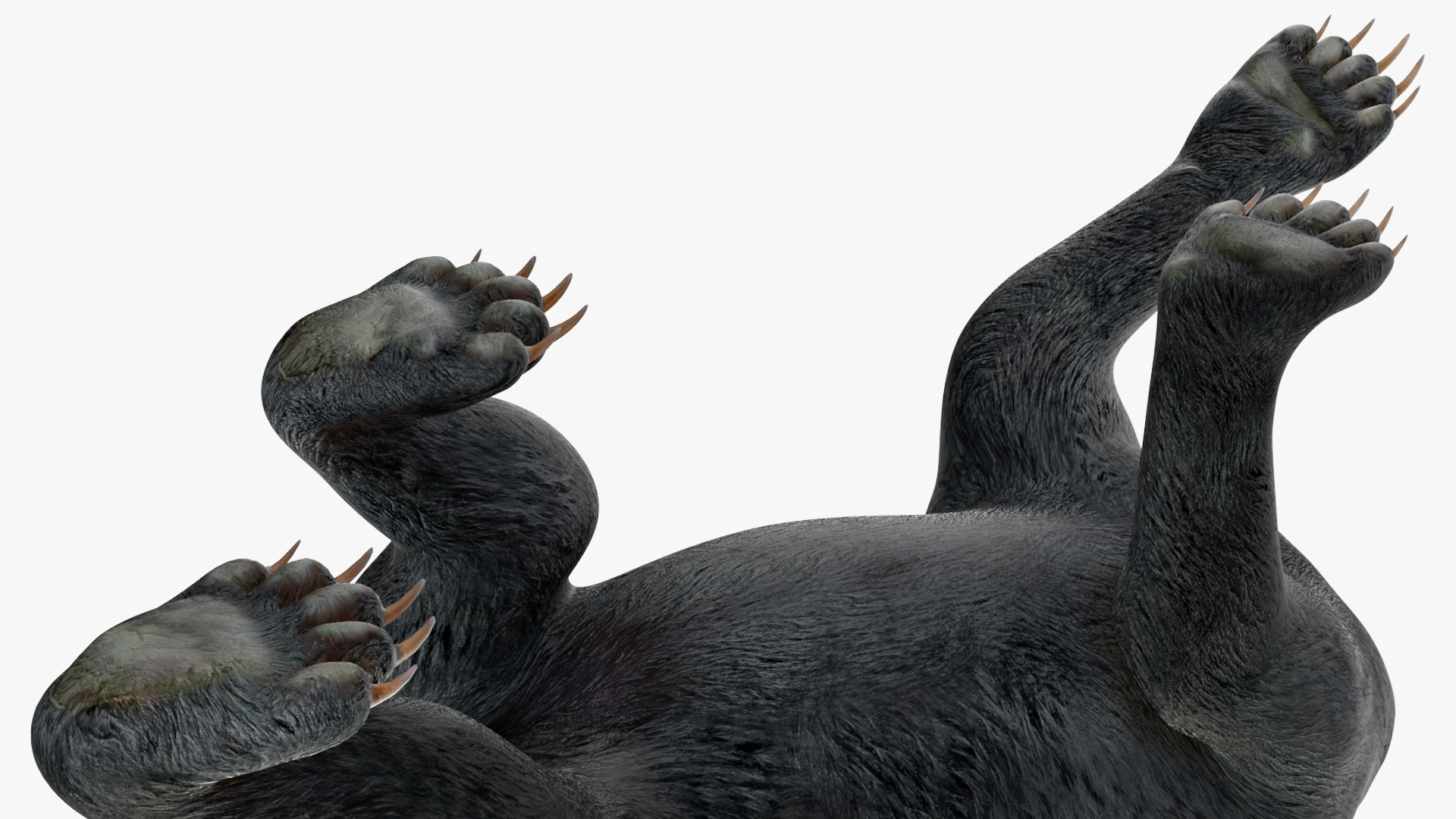 3D Black Bear in Walking Pose