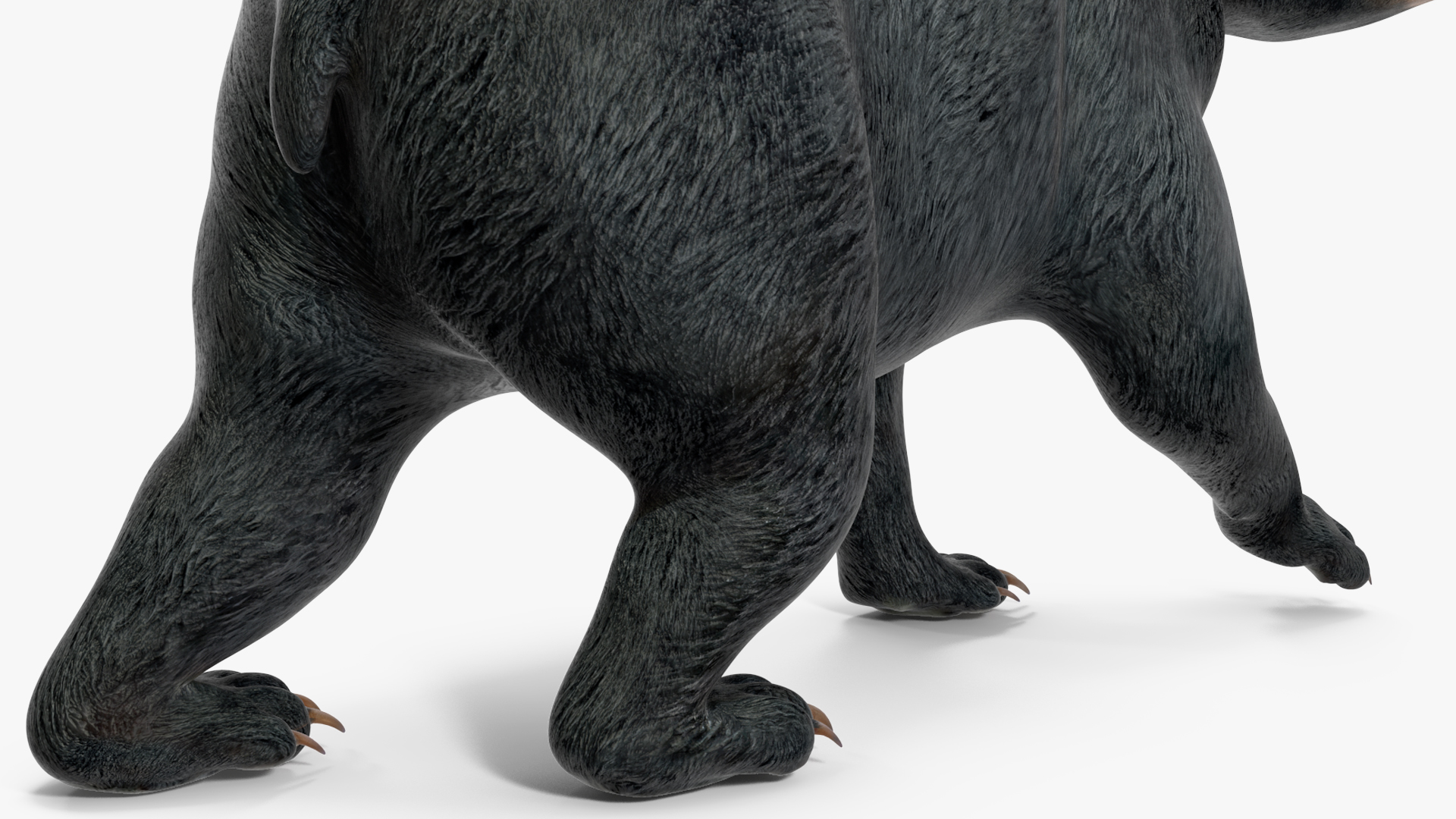 3D Black Bear in Walking Pose