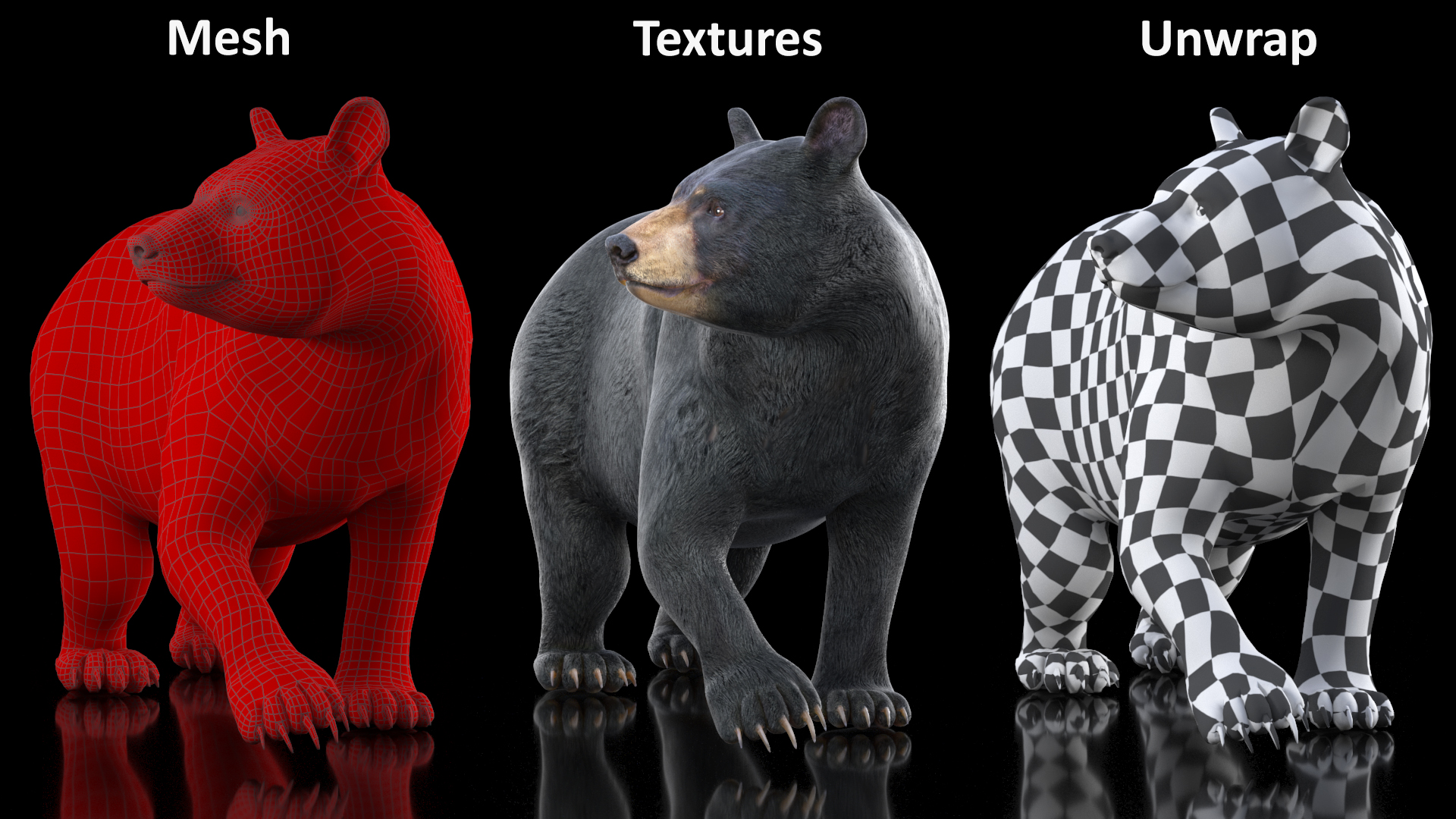3D Black Bear in Walking Pose