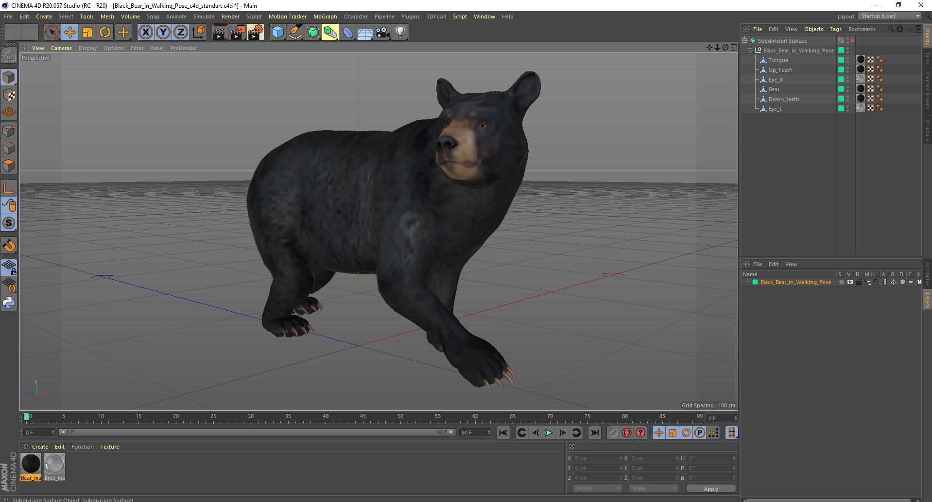 3D Black Bear in Walking Pose