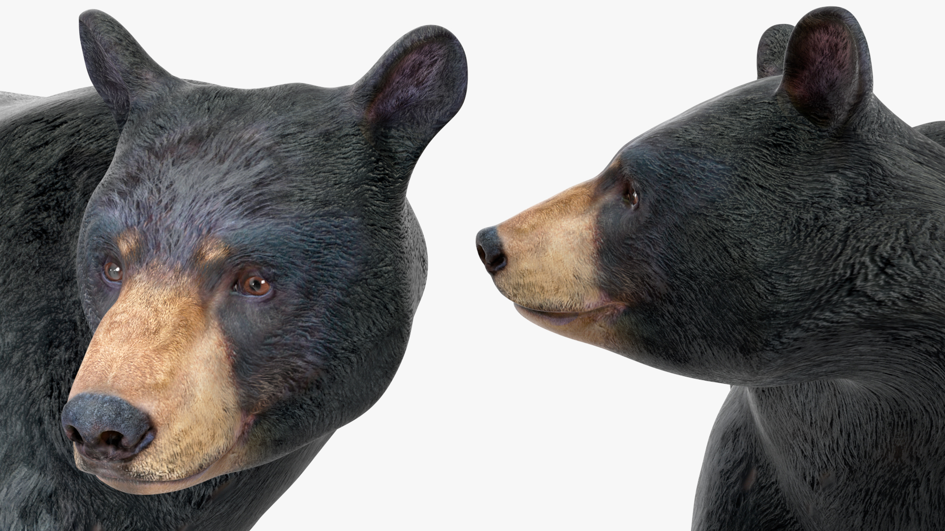 3D Black Bear in Walking Pose