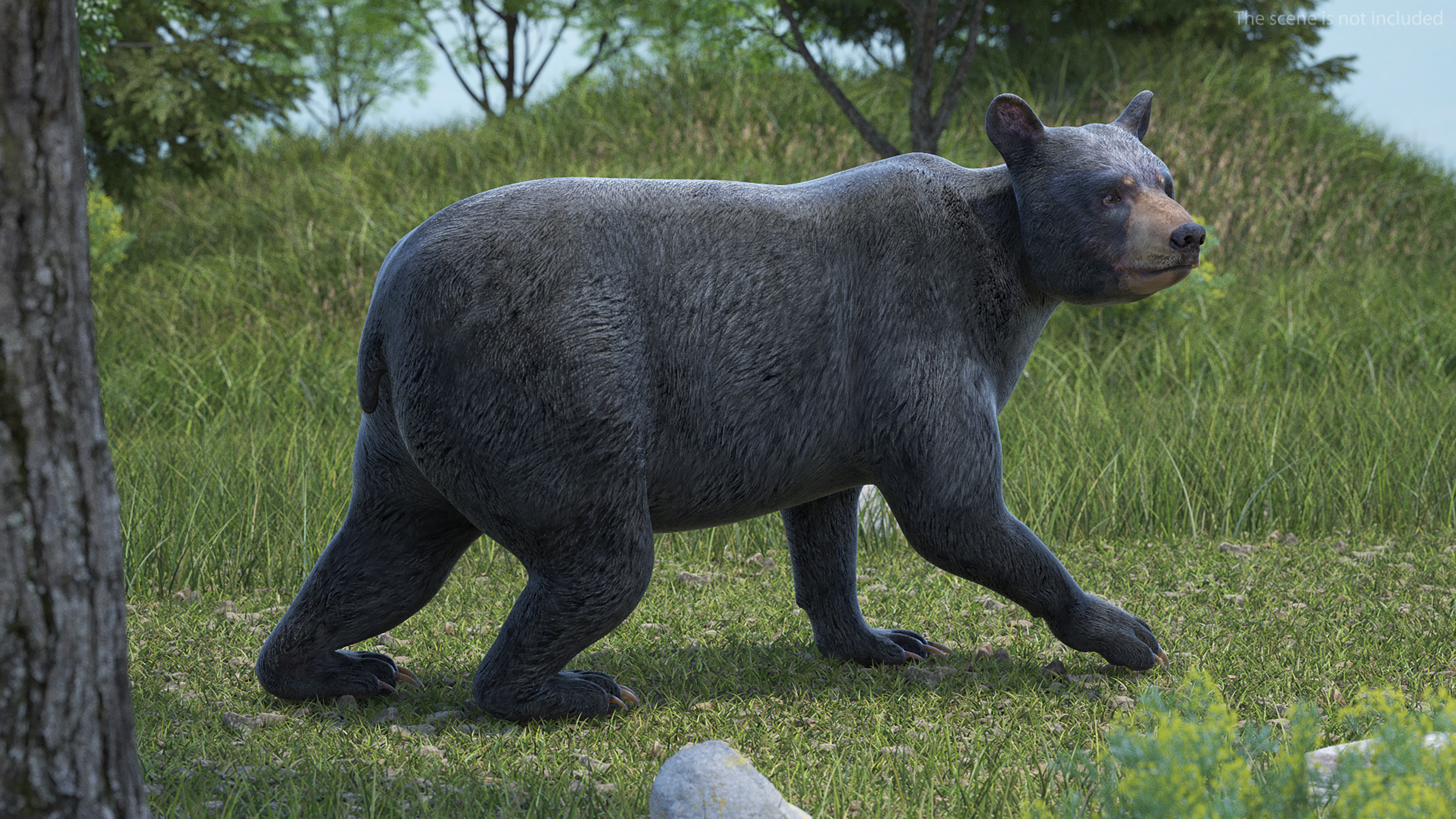 3D Black Bear in Walking Pose