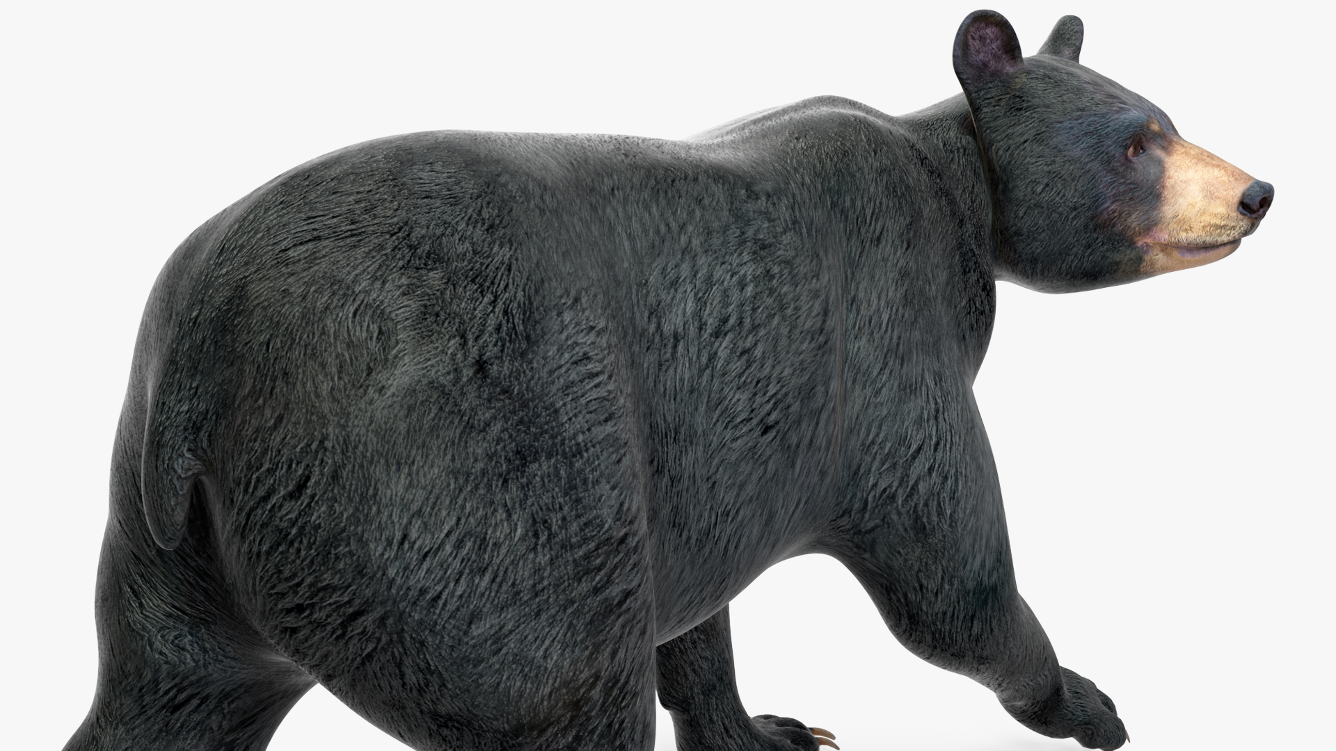 3D Black Bear in Walking Pose