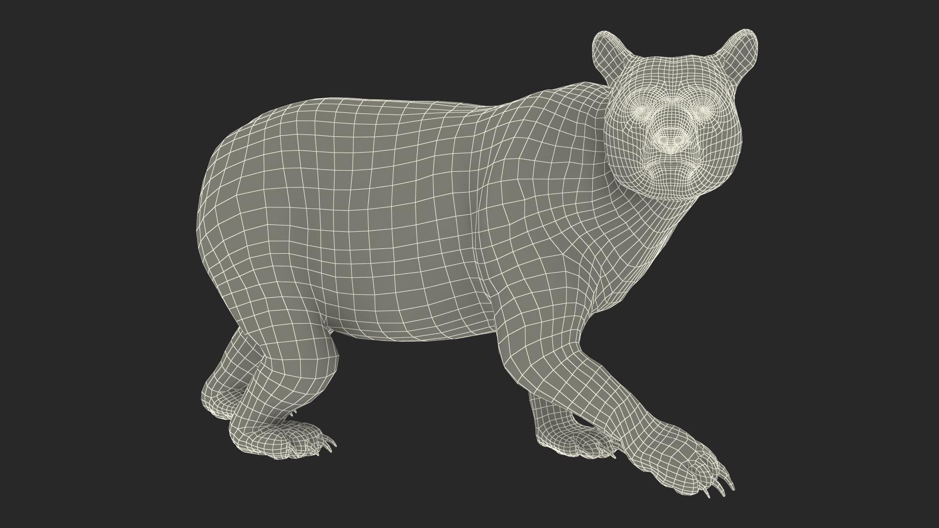 3D Black Bear in Walking Pose