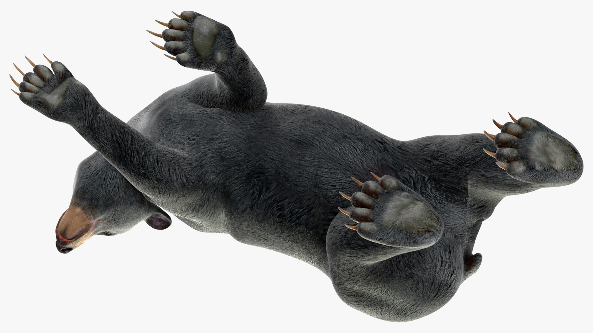 3D Black Bear in Walking Pose