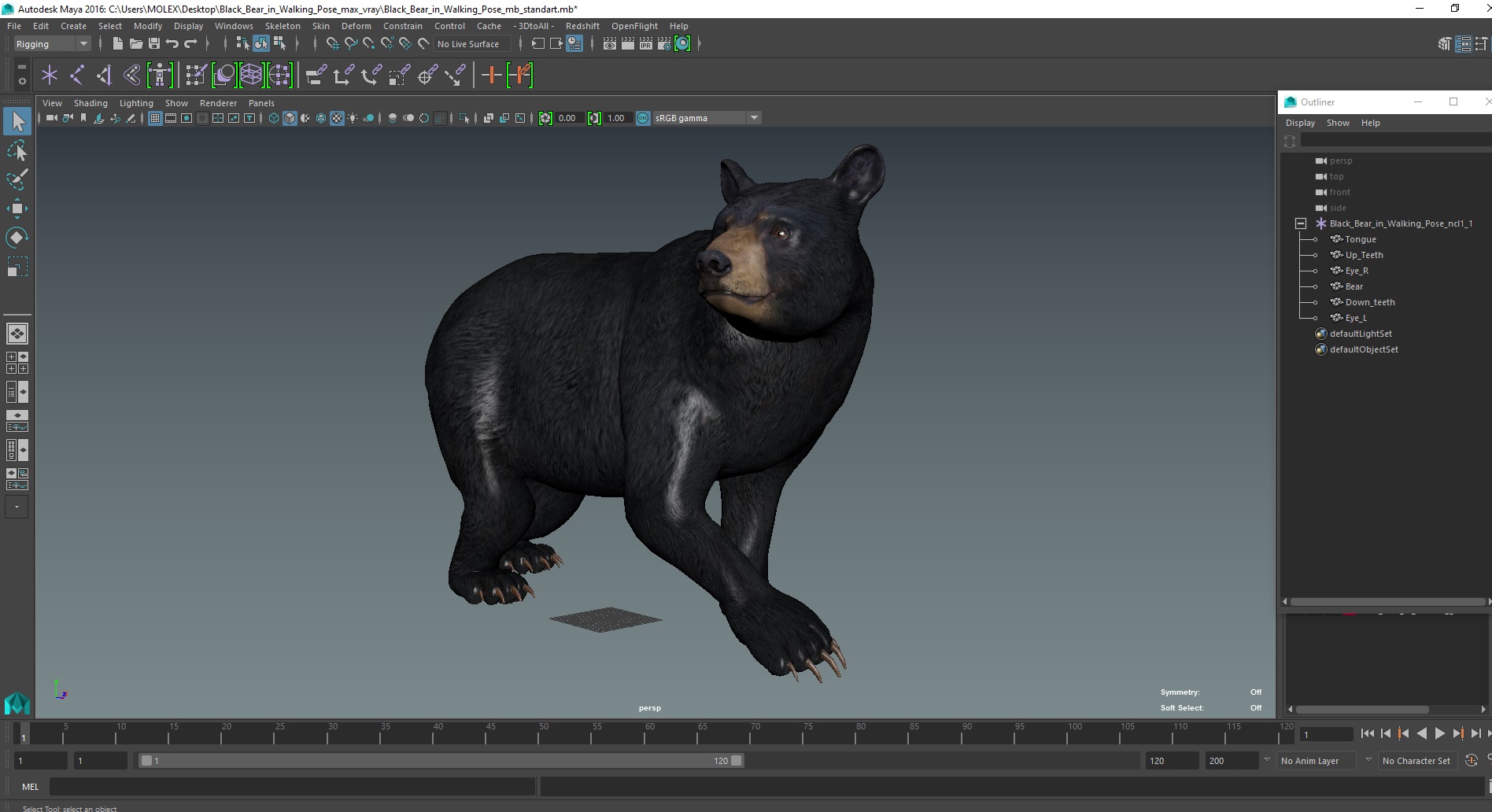 3D Black Bear in Walking Pose