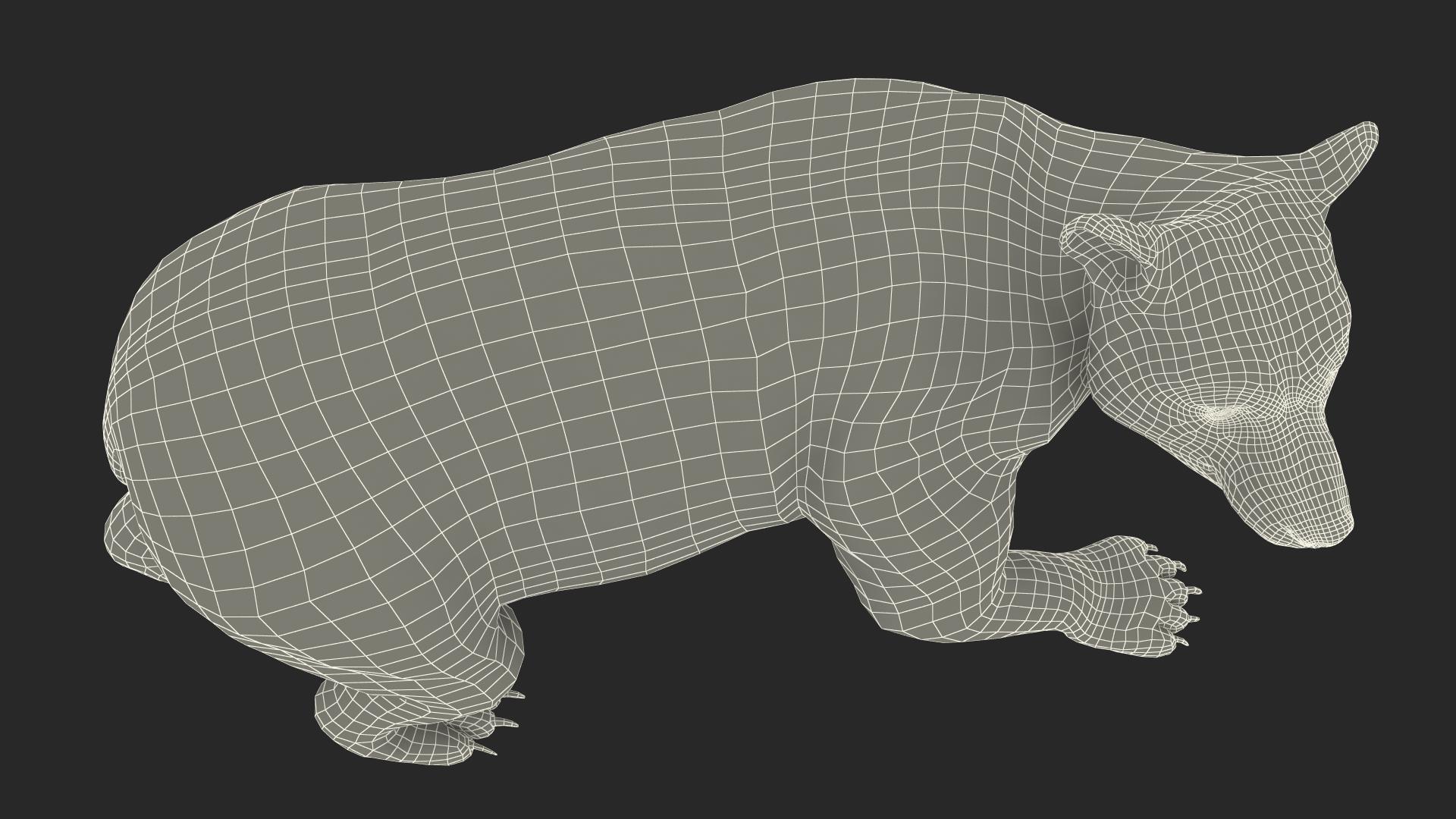 3D Black Bear in Walking Pose