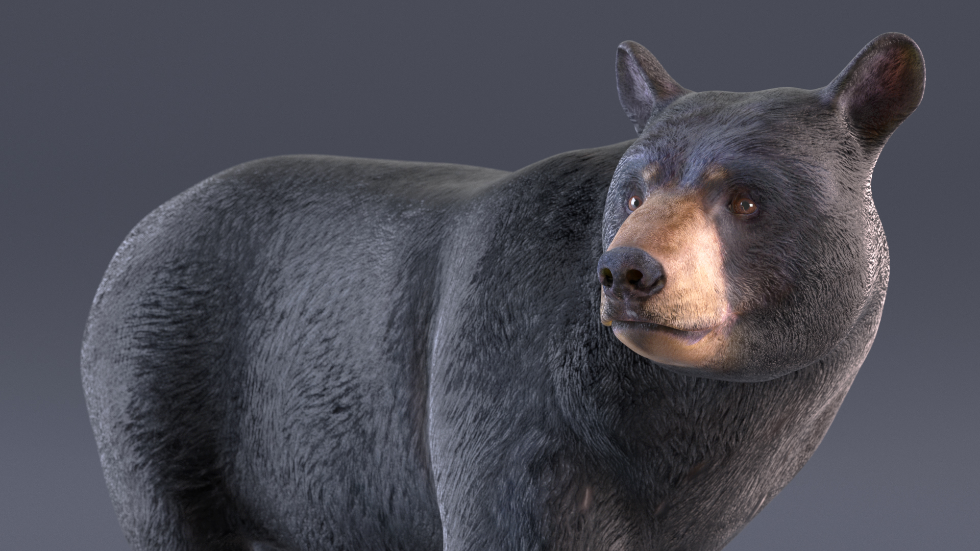 3D Black Bear in Walking Pose