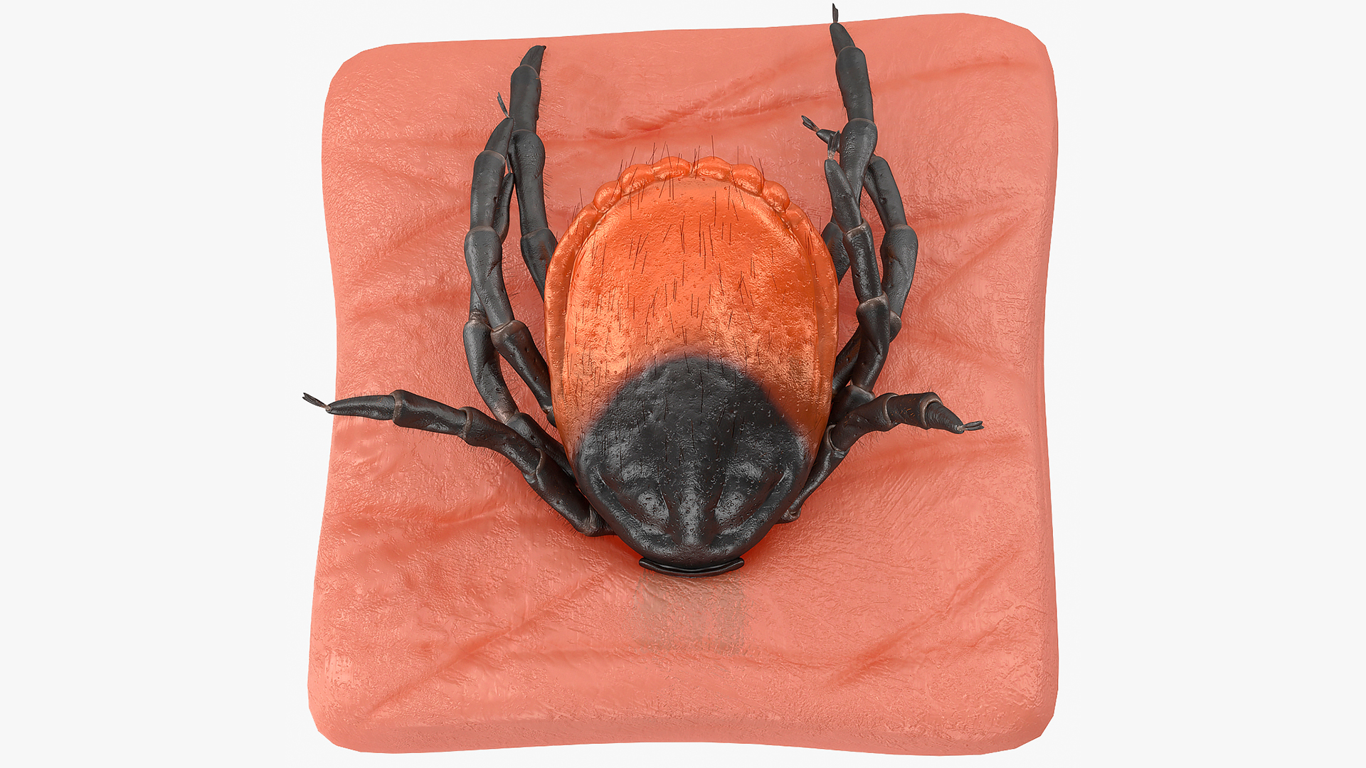 Tick Stuck in Skin Fur 3D