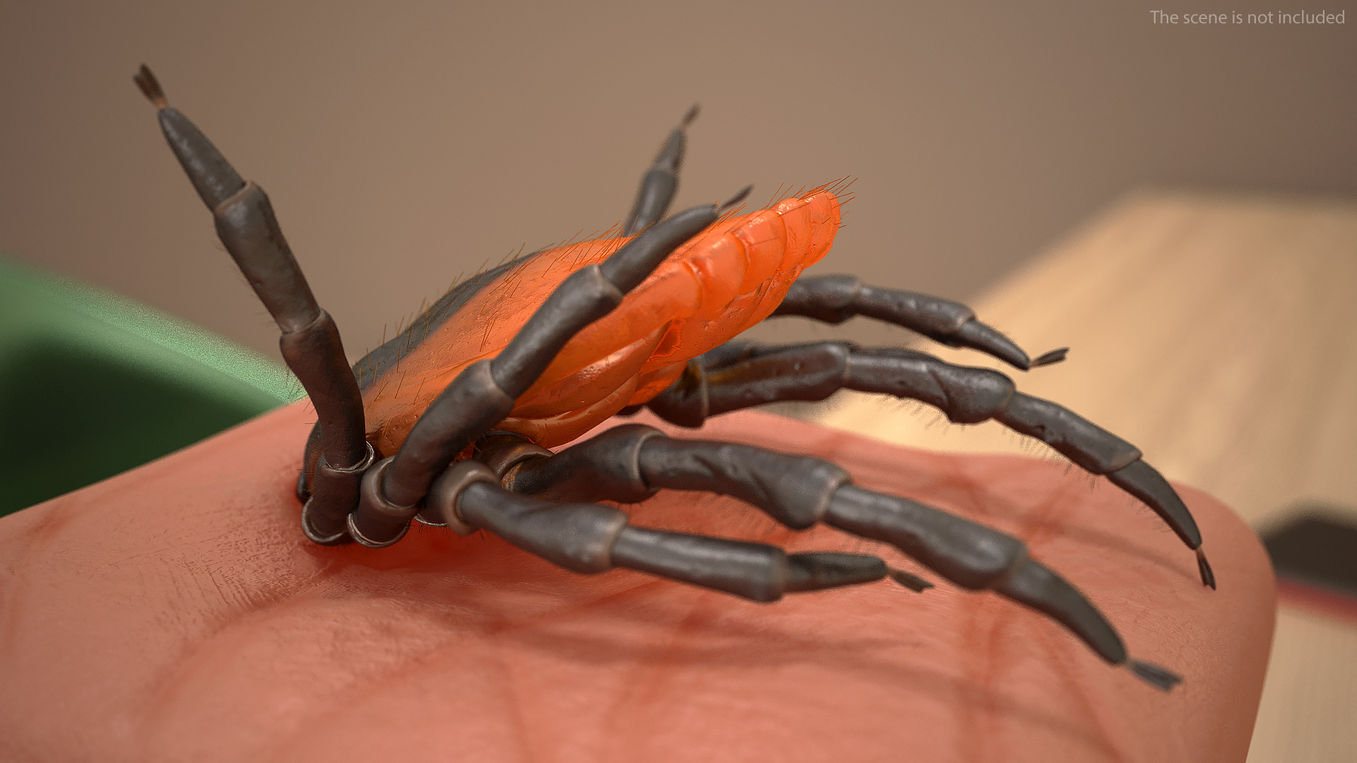 Tick Stuck in Skin Fur 3D