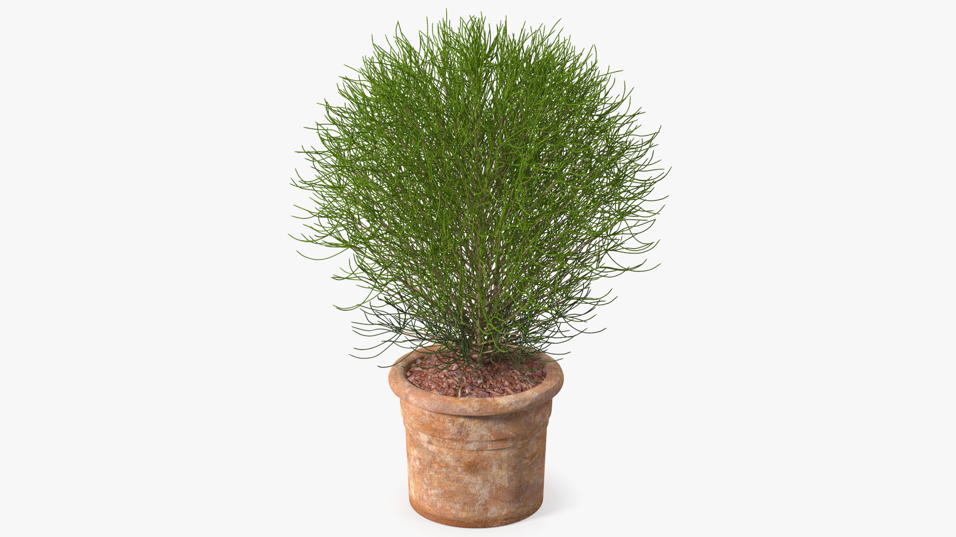 3D Green Spherical Shrub Pot Plant