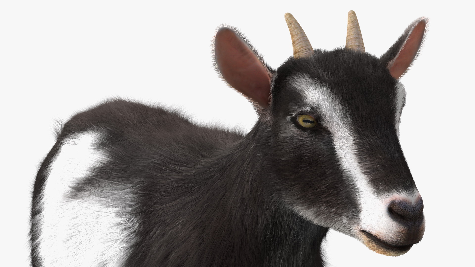 3D Walking Goat Black-White Fur model