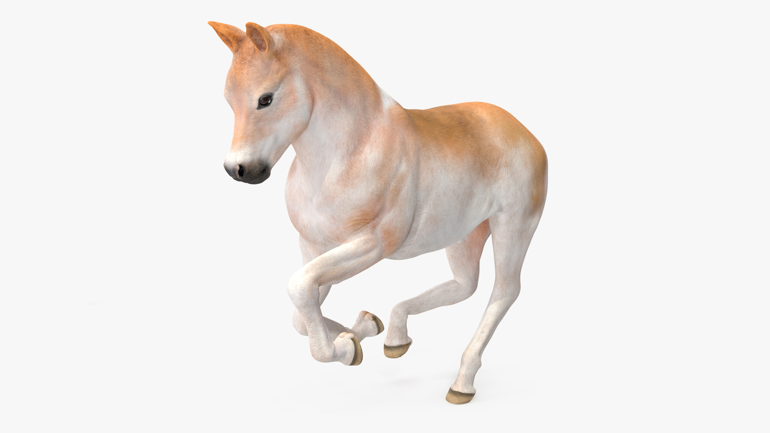 Realistic Shetland Pony Rigged for Cinema 4D 3D model