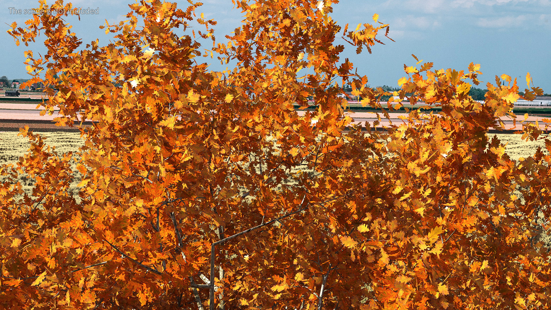 3D model Autumn Oak Tree