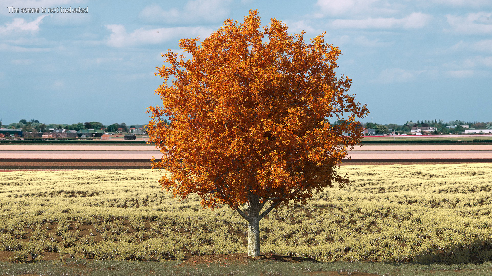 3D model Autumn Oak Tree
