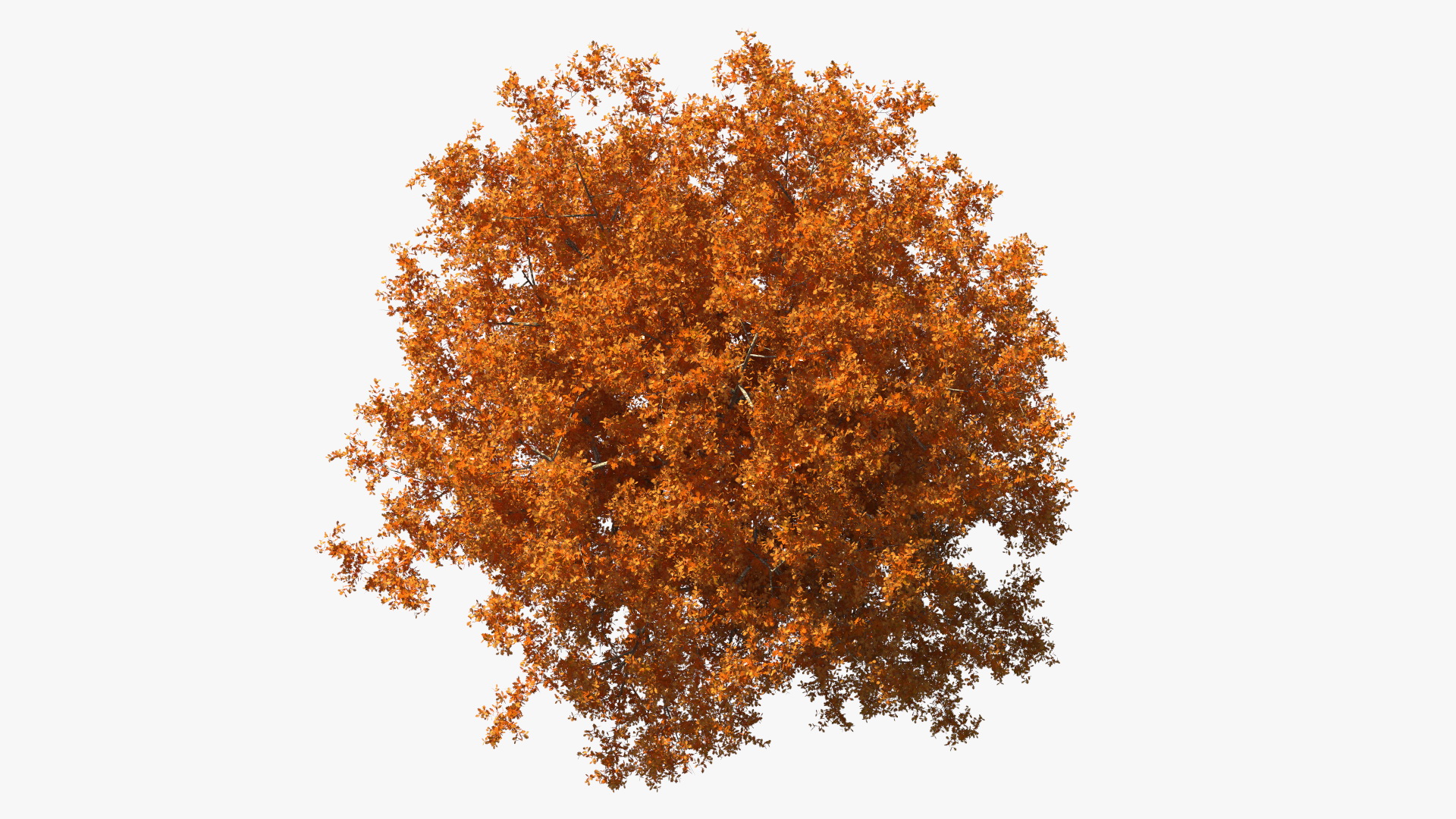 3D model Autumn Oak Tree