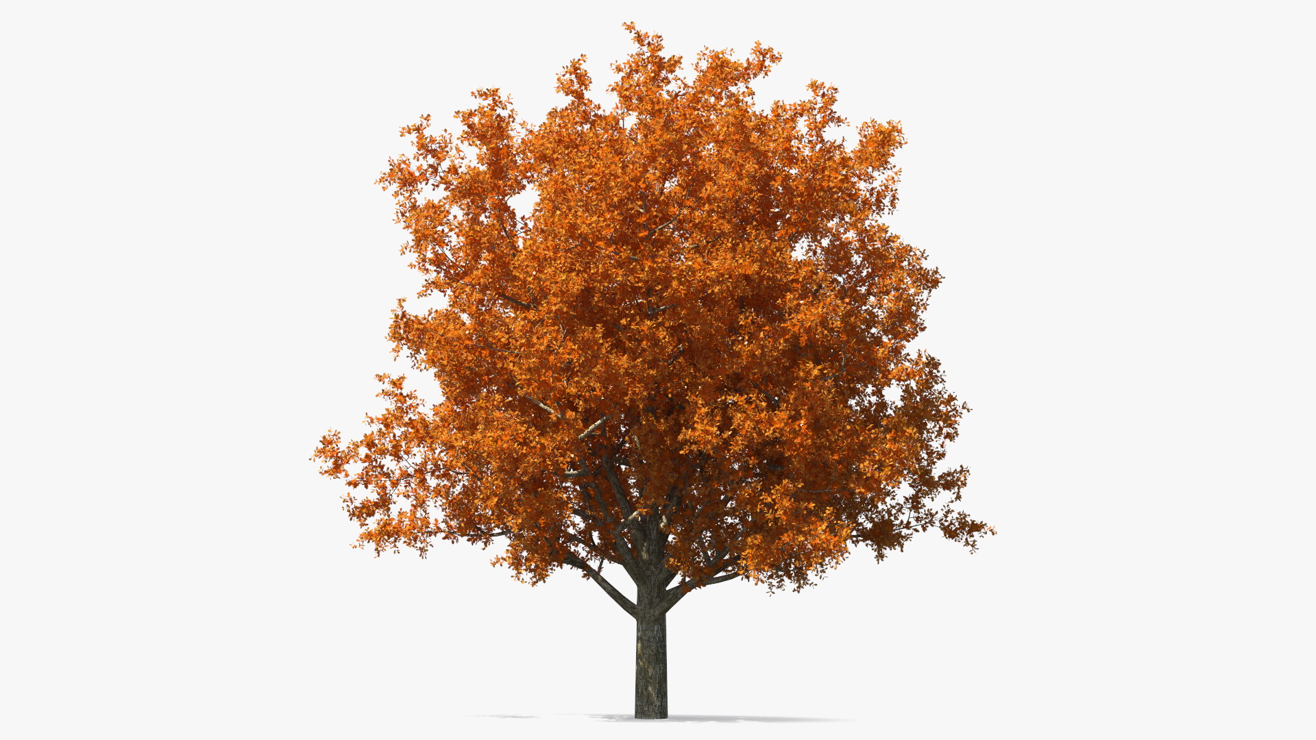 3D model Autumn Oak Tree