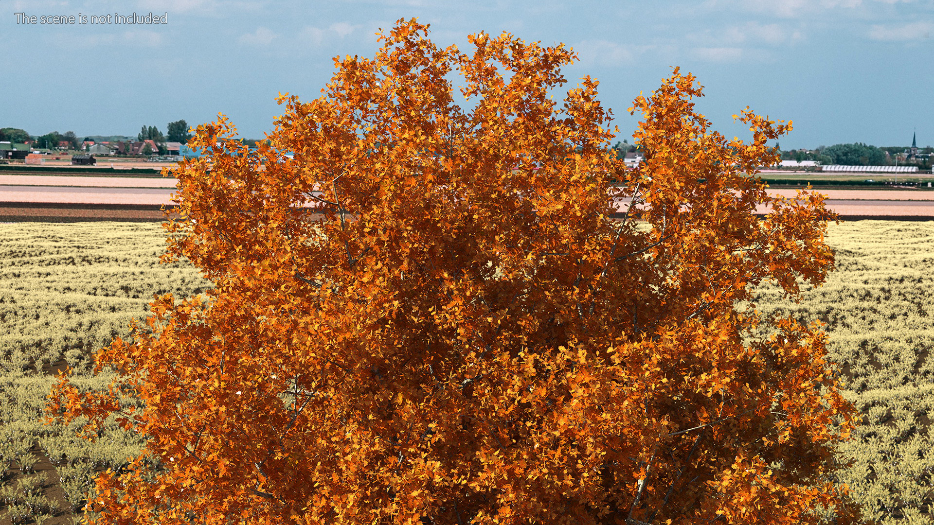 3D model Autumn Oak Tree