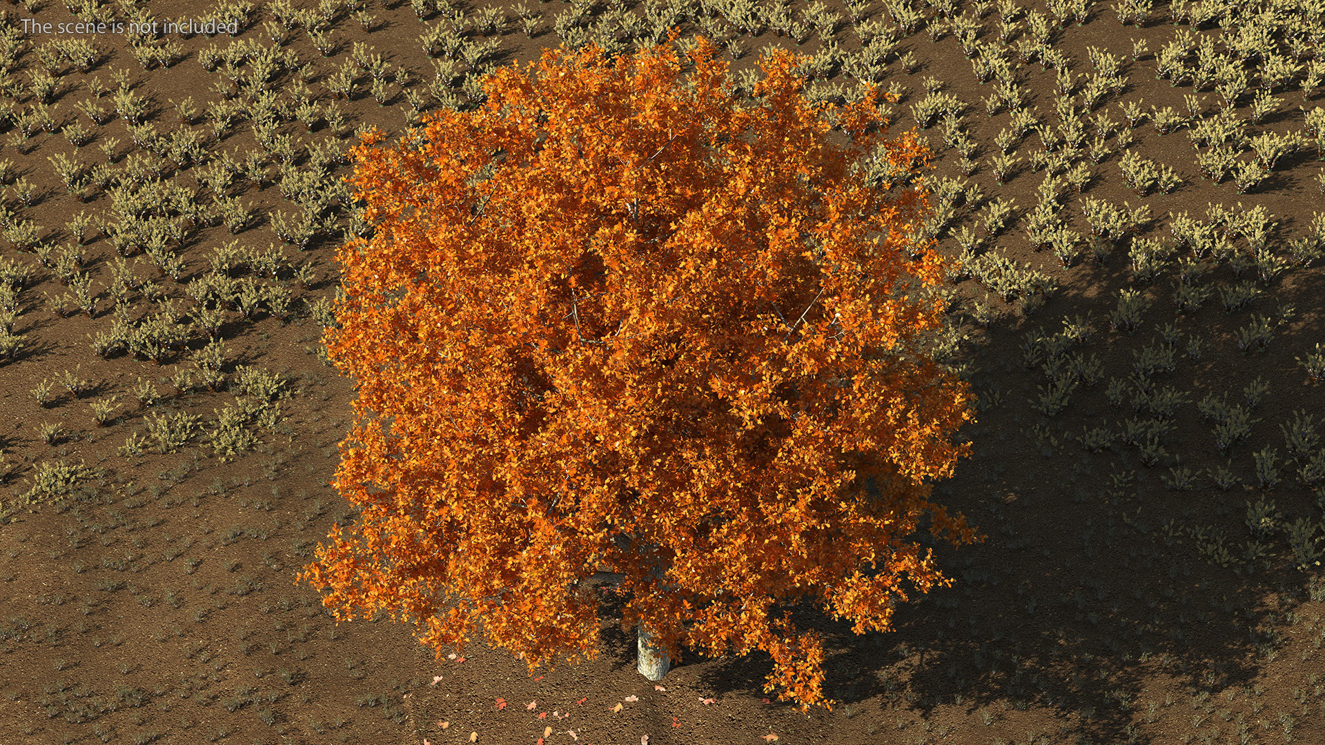 3D model Autumn Oak Tree