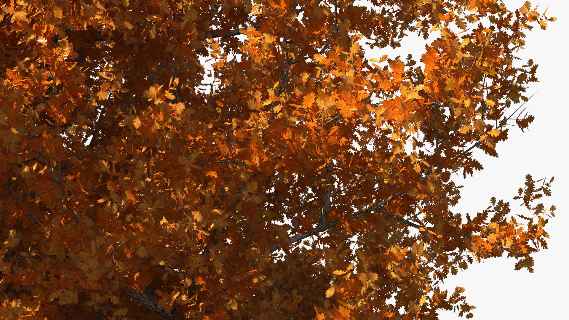 3D model Autumn Oak Tree