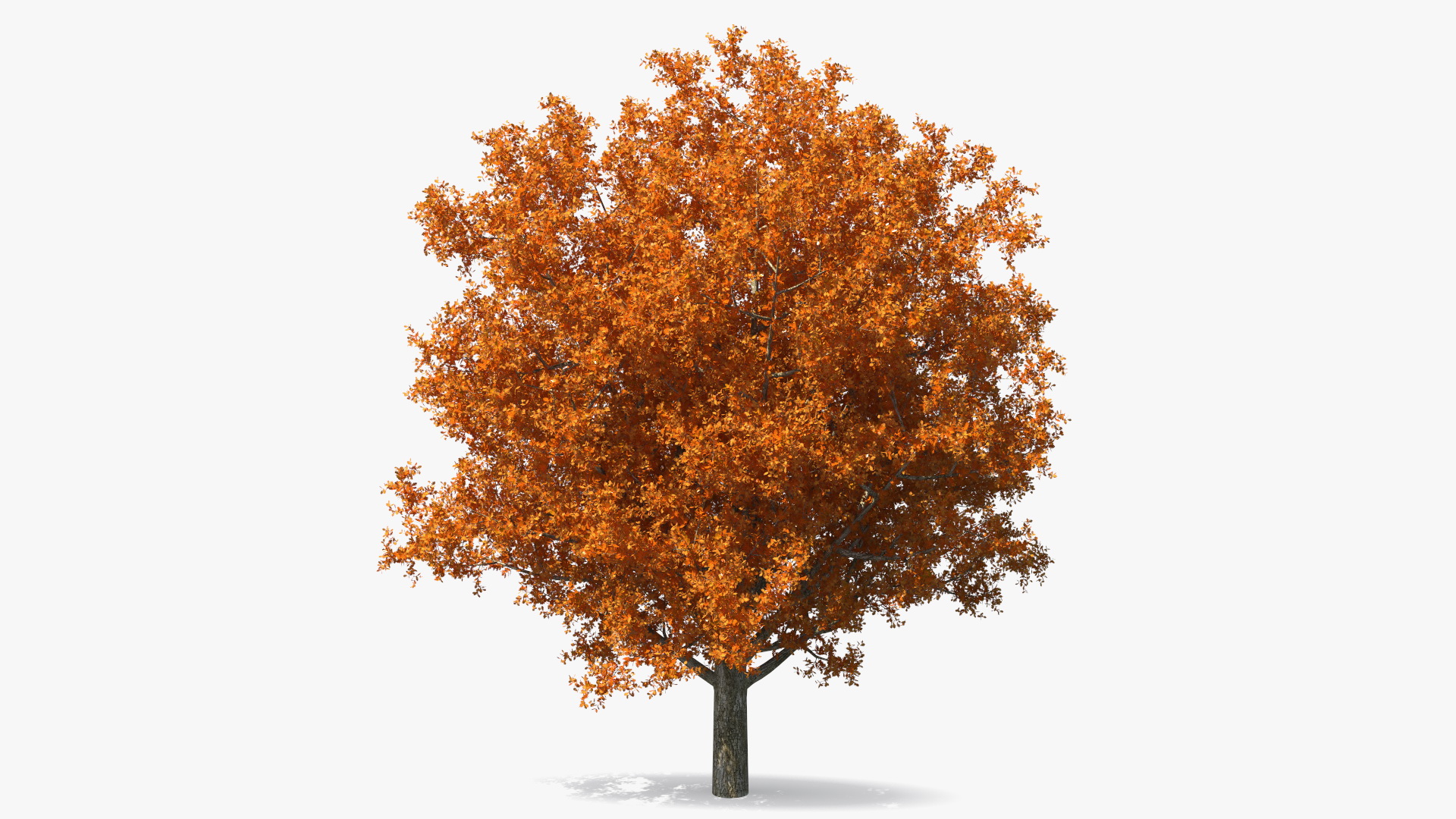 3D model Autumn Oak Tree