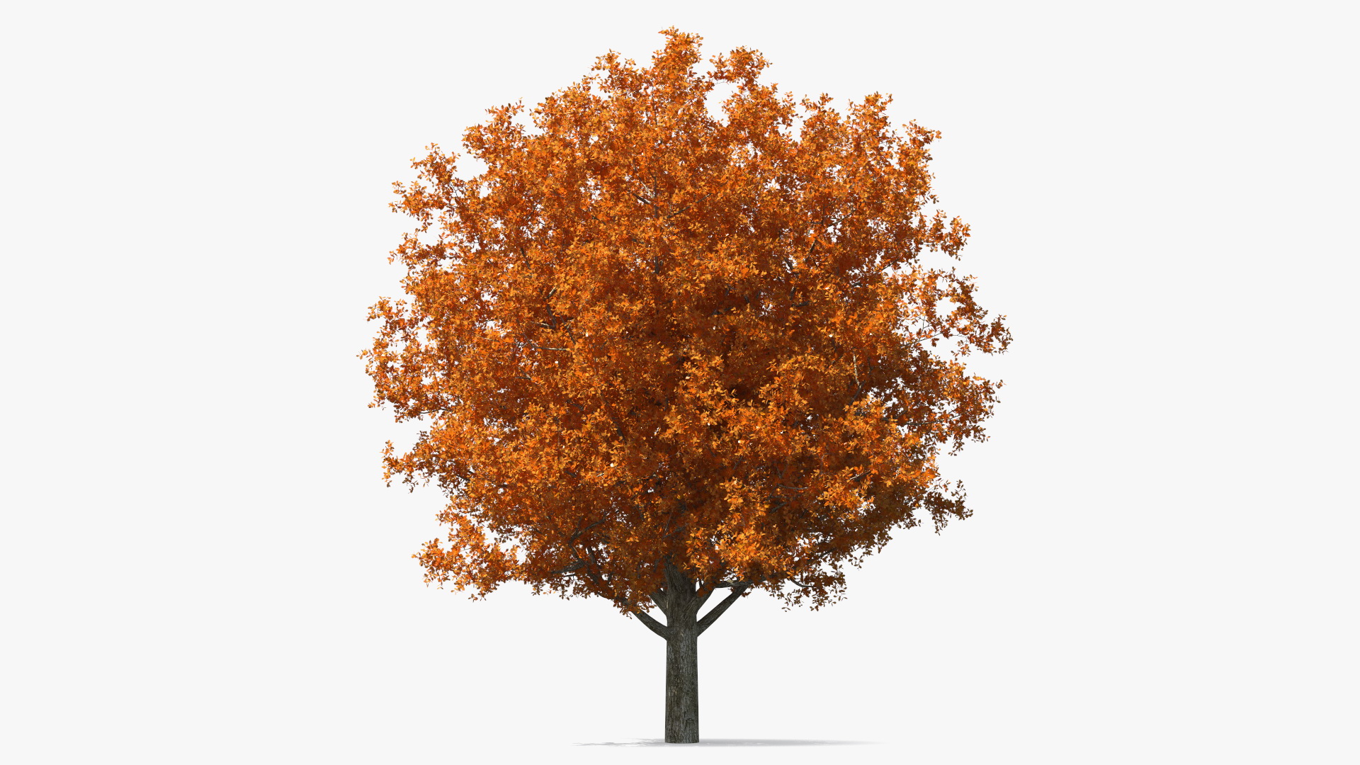 3D model Autumn Oak Tree