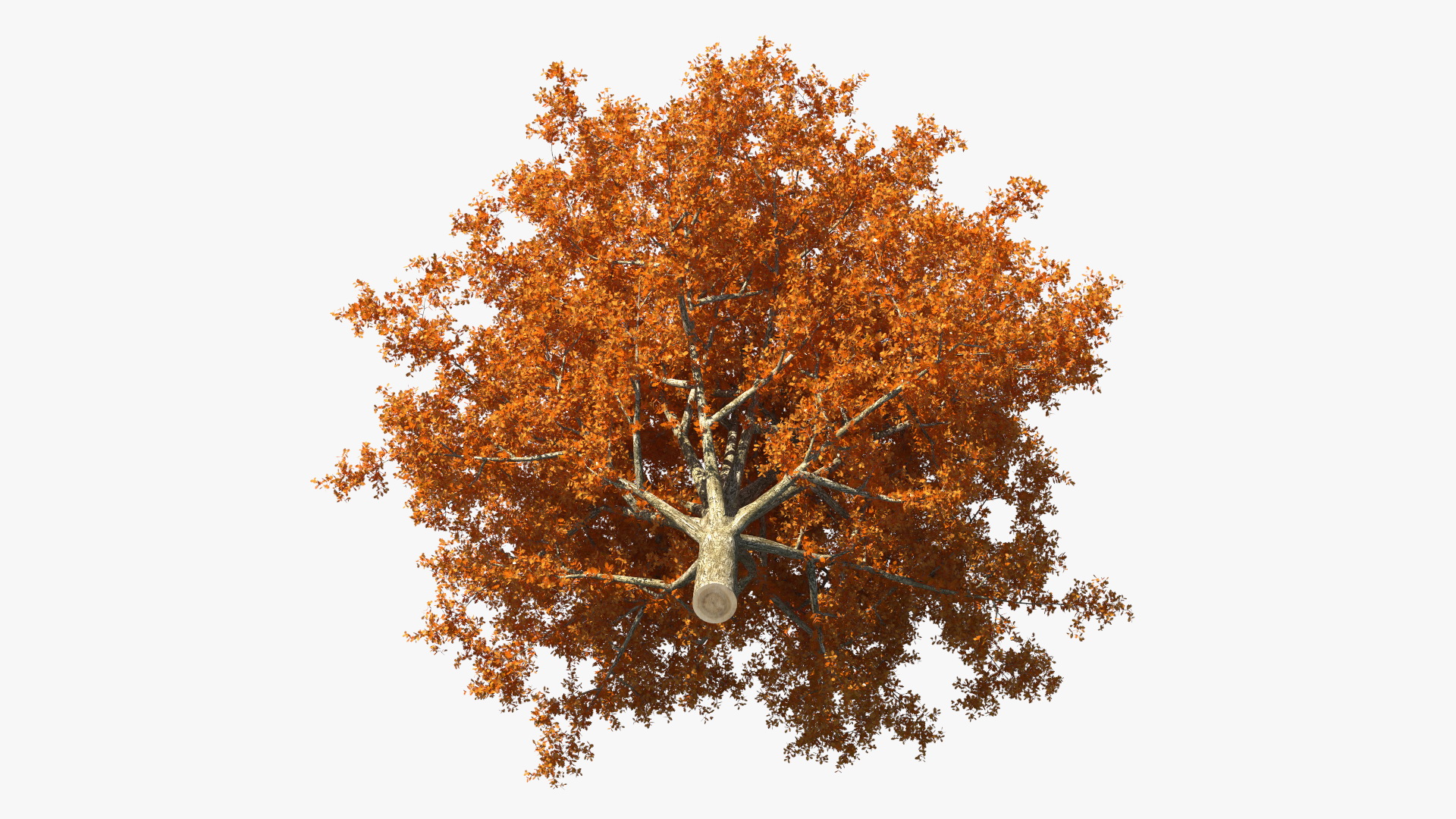 3D model Autumn Oak Tree