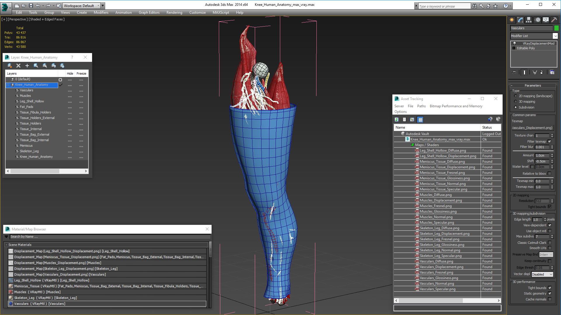 3D Knee Human Anatomy model