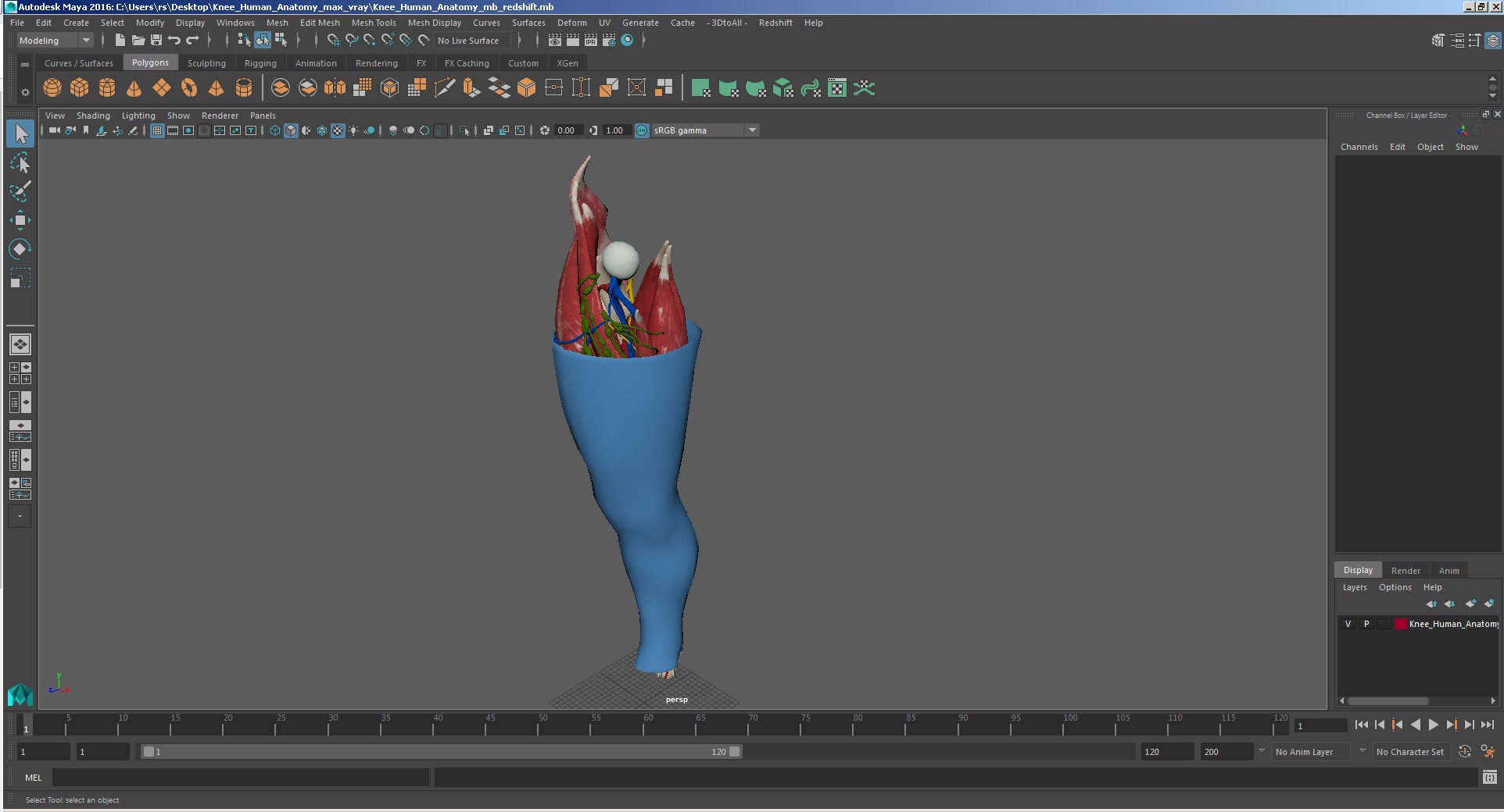 3D Knee Human Anatomy model