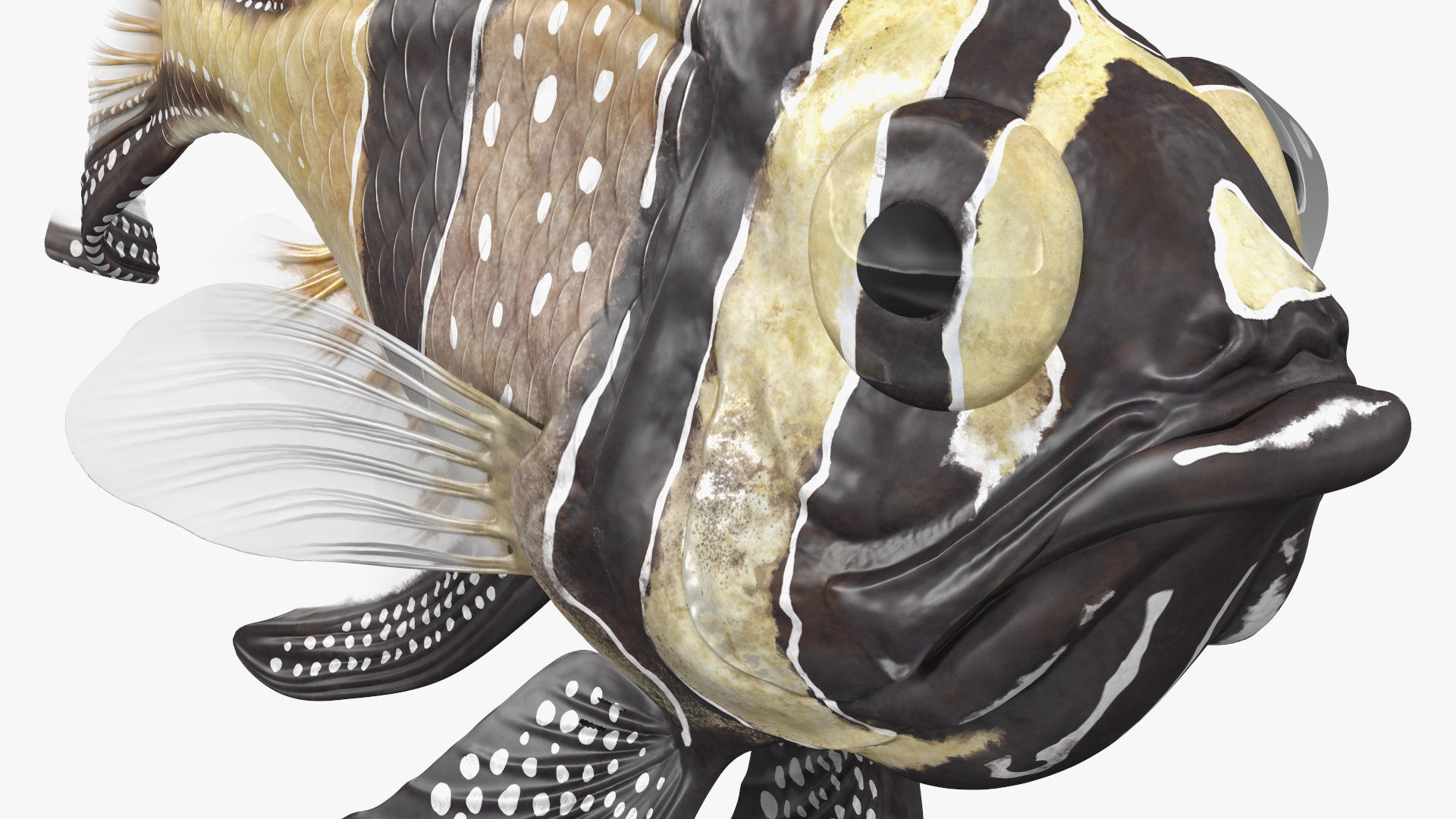 Banggai Cardinalfish Swimming Pose 3D model