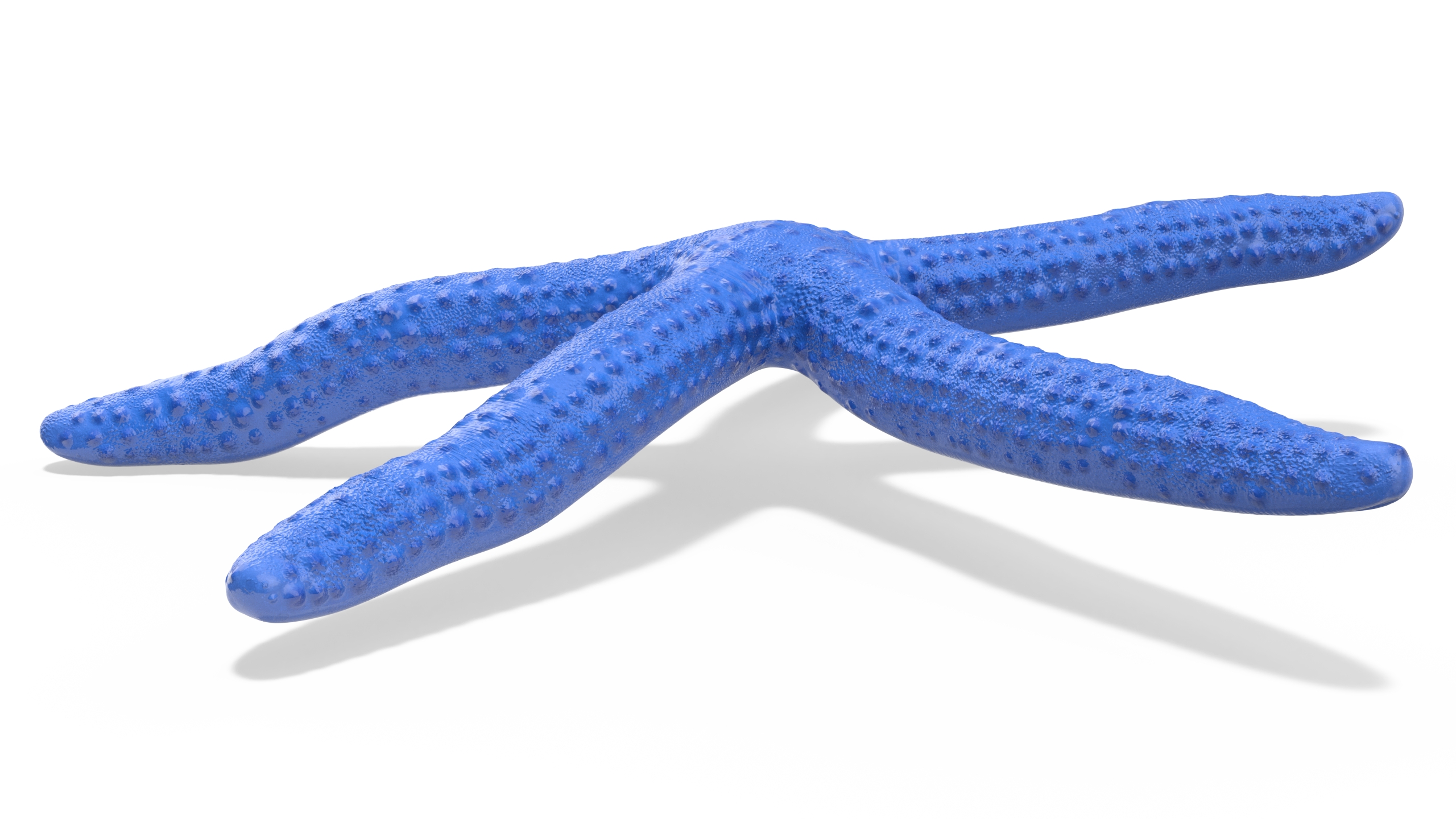 3D Linckia Laevigata Lying Pose model