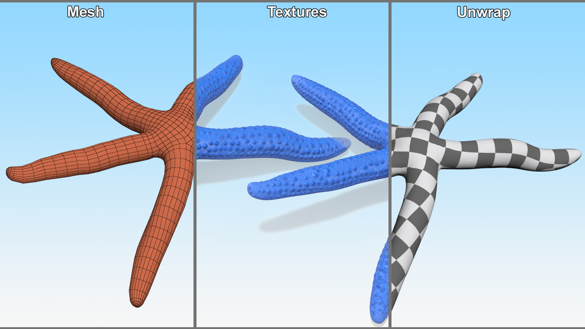 3D Linckia Laevigata Lying Pose model
