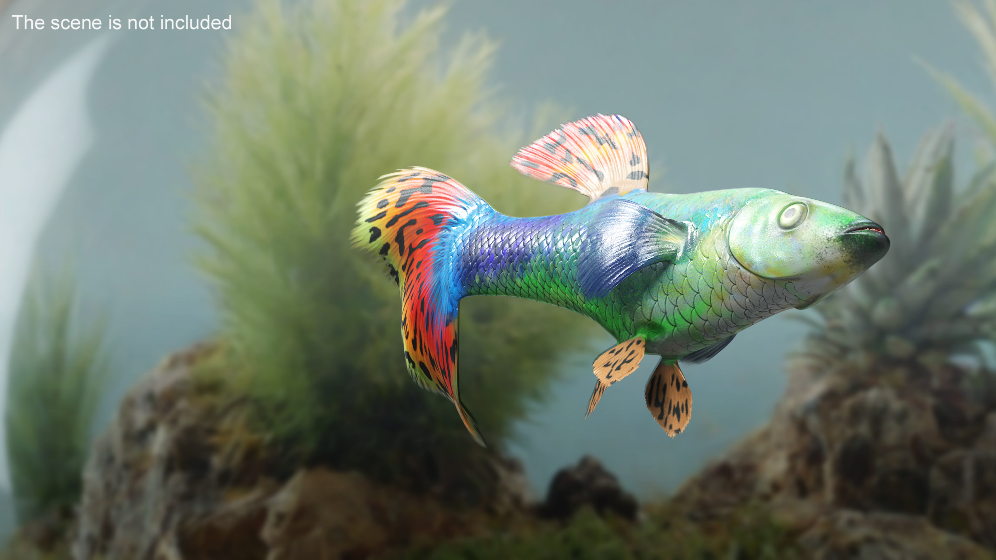 Guppy Fish Red Dragon Rigged for Maya 3D