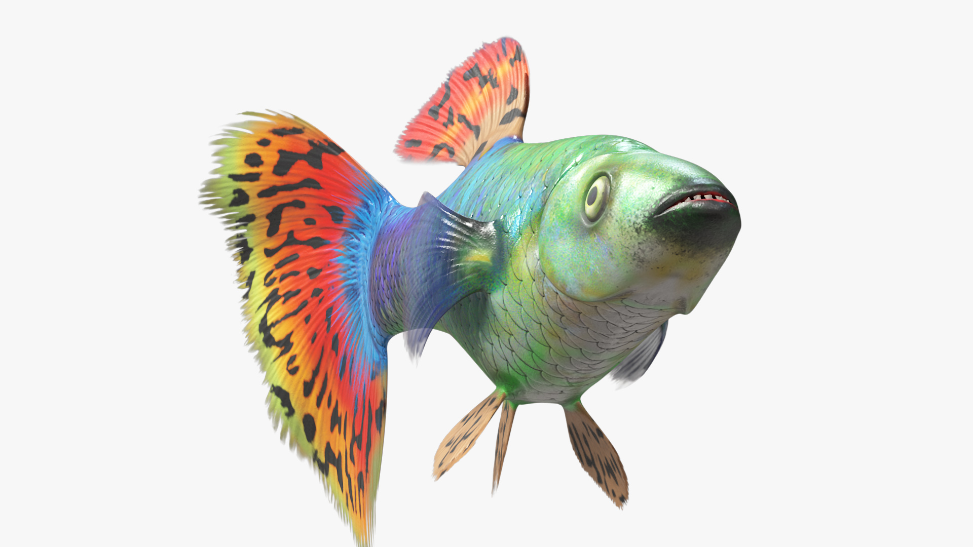 Guppy Fish Red Dragon Rigged for Maya 3D