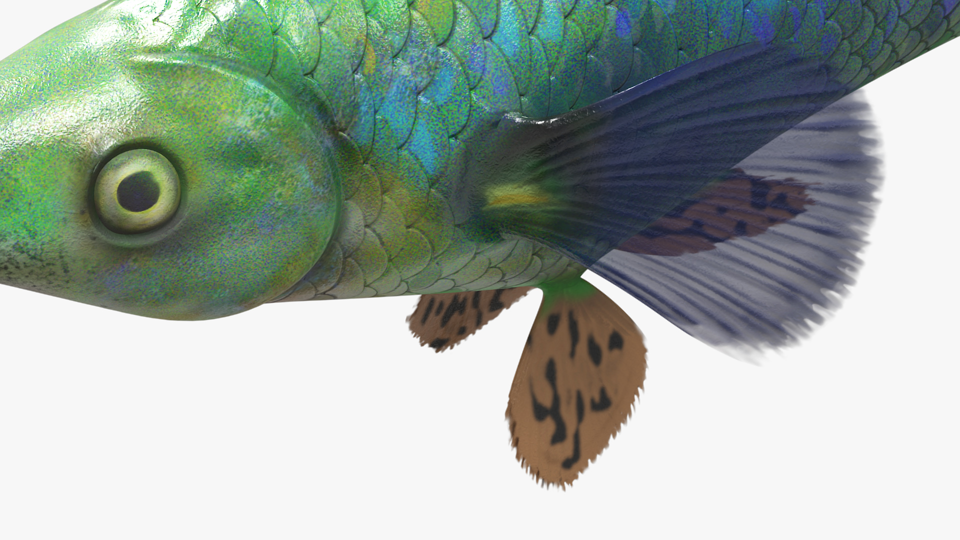 Guppy Fish Red Dragon Rigged for Maya 3D