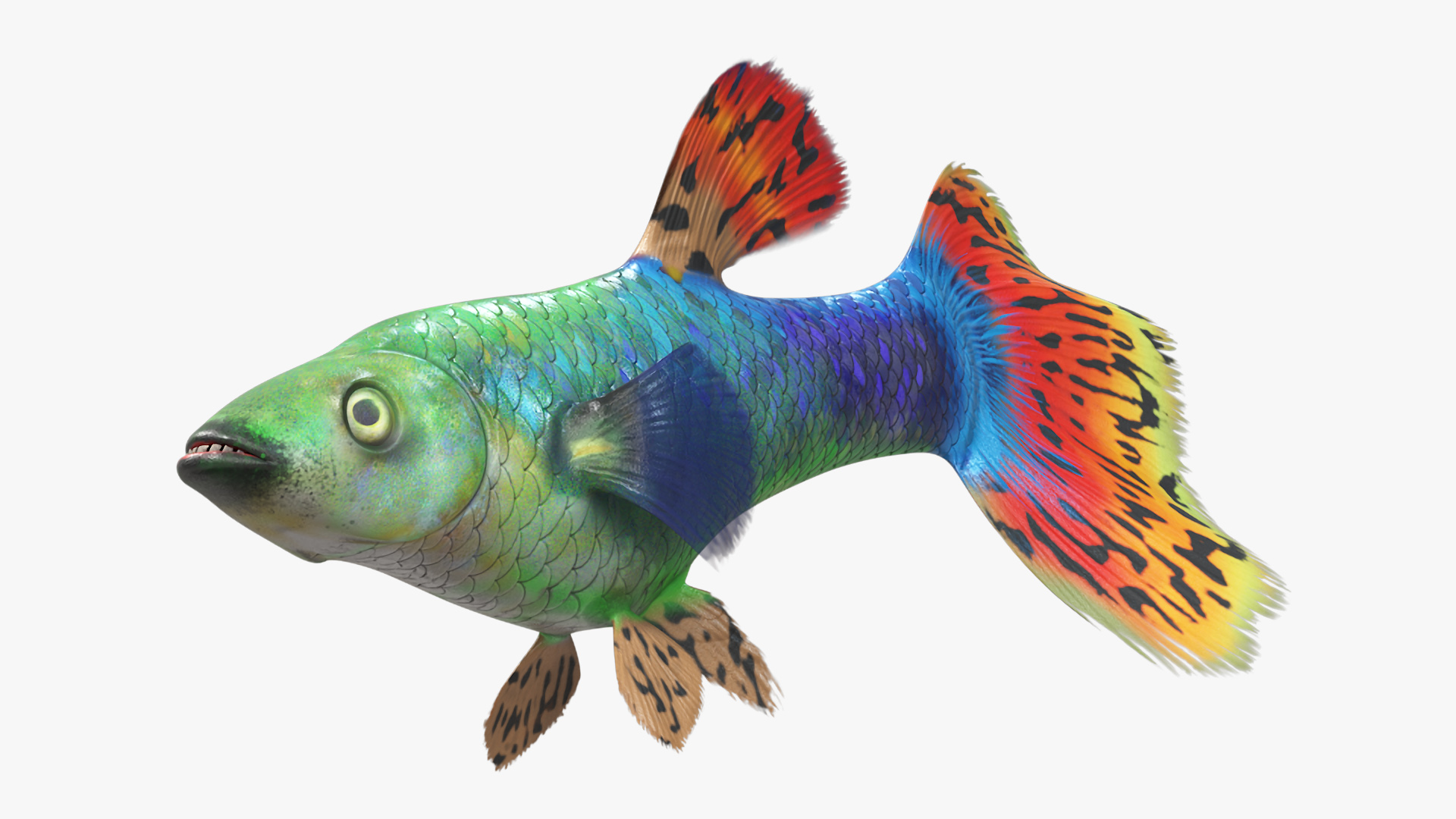 Guppy Fish Red Dragon Rigged for Maya 3D