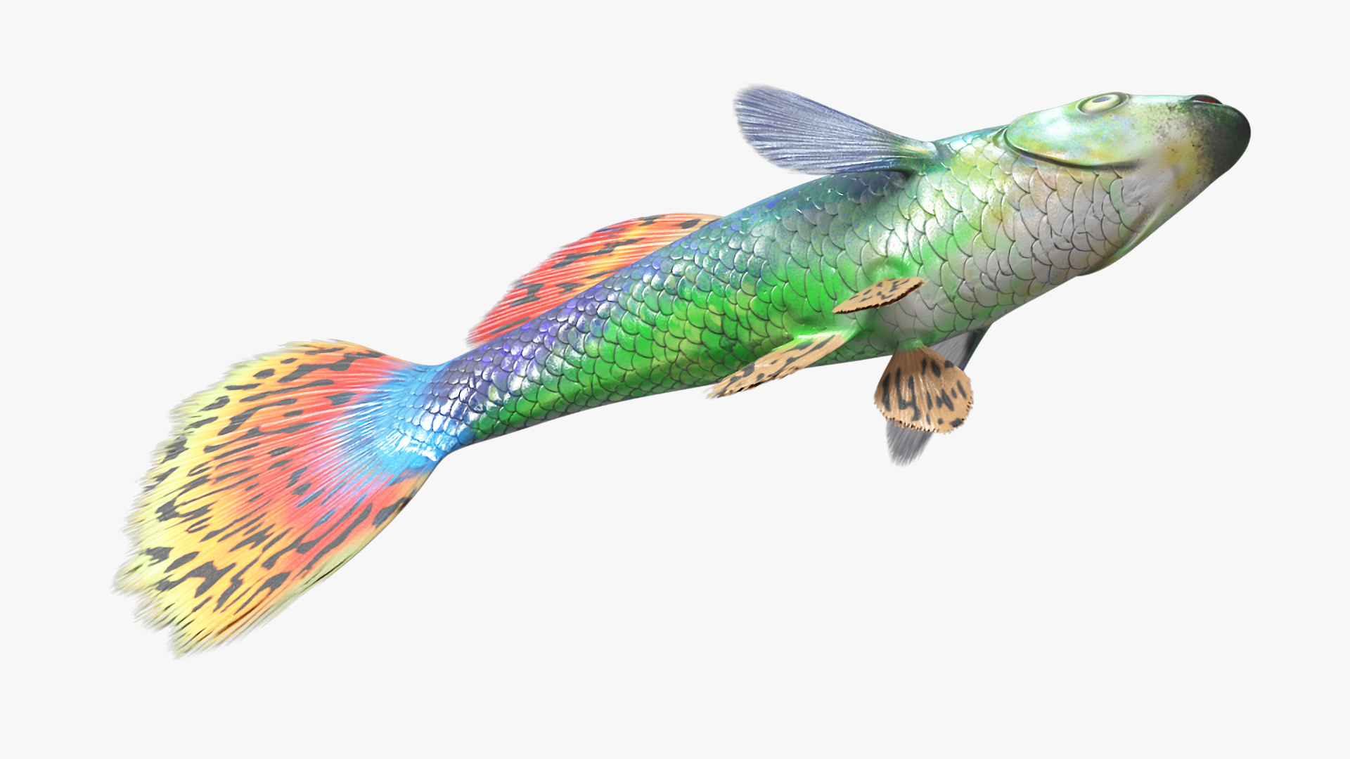 Guppy Fish Red Dragon Rigged for Maya 3D