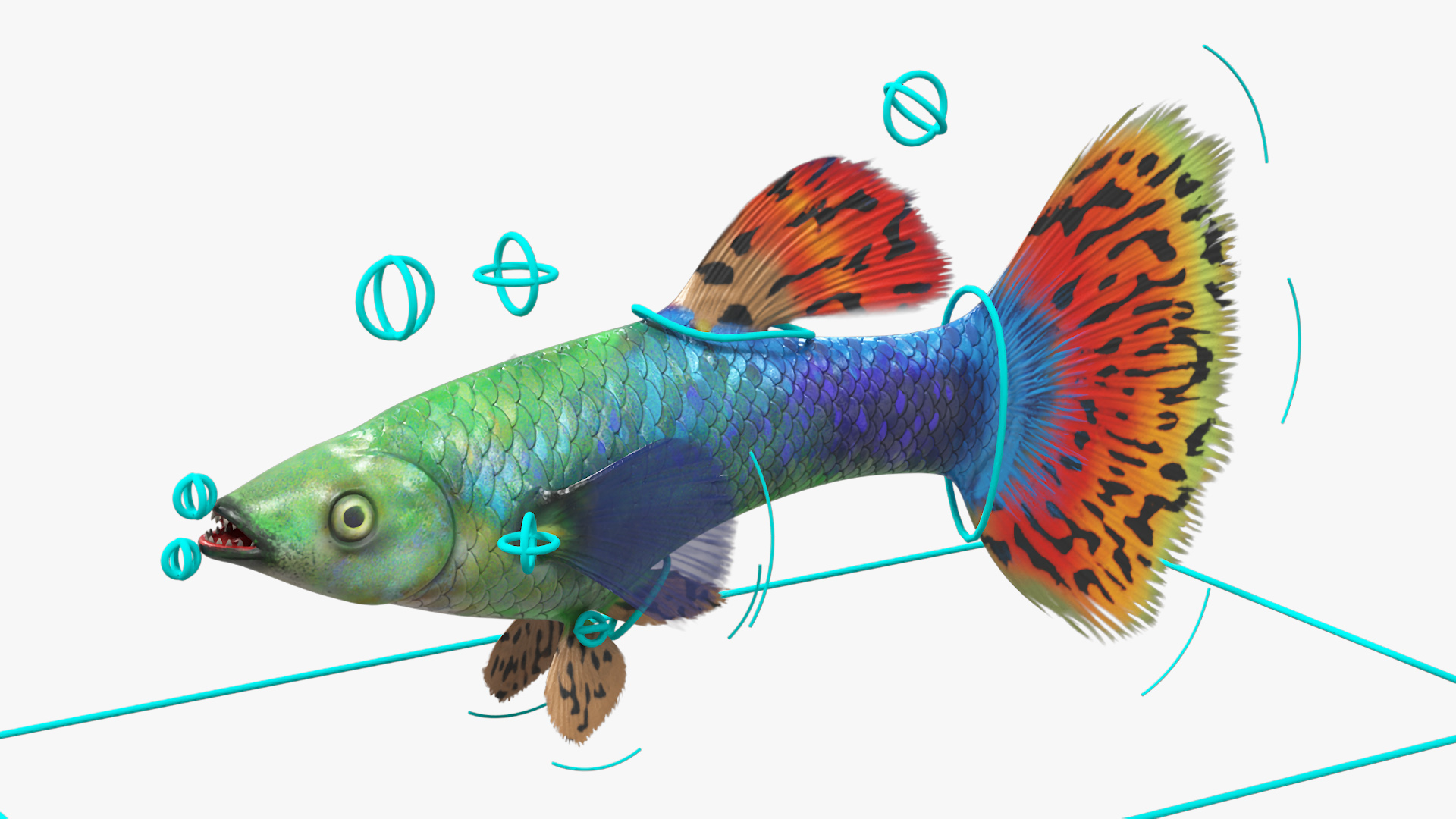 Guppy Fish Red Dragon Rigged for Maya 3D
