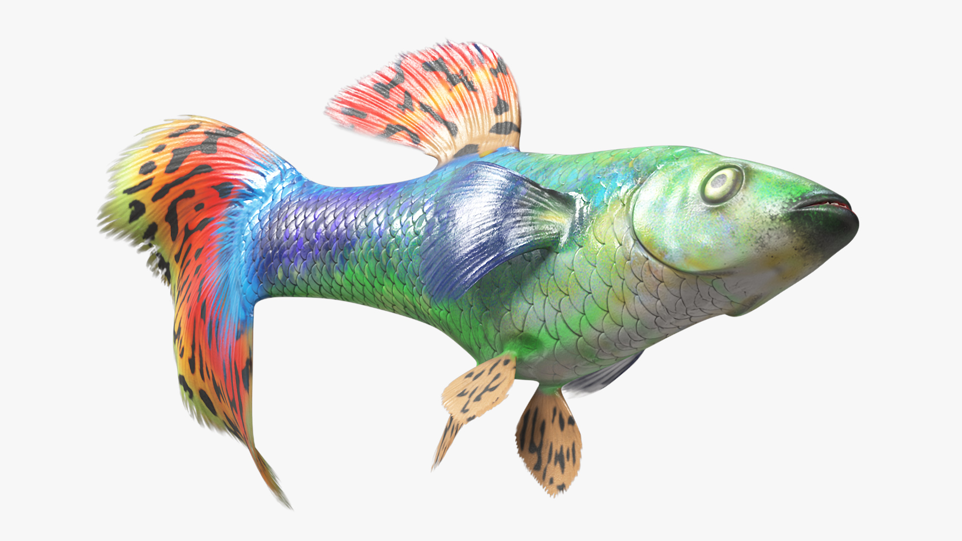 Guppy Fish Red Dragon Rigged for Maya 3D