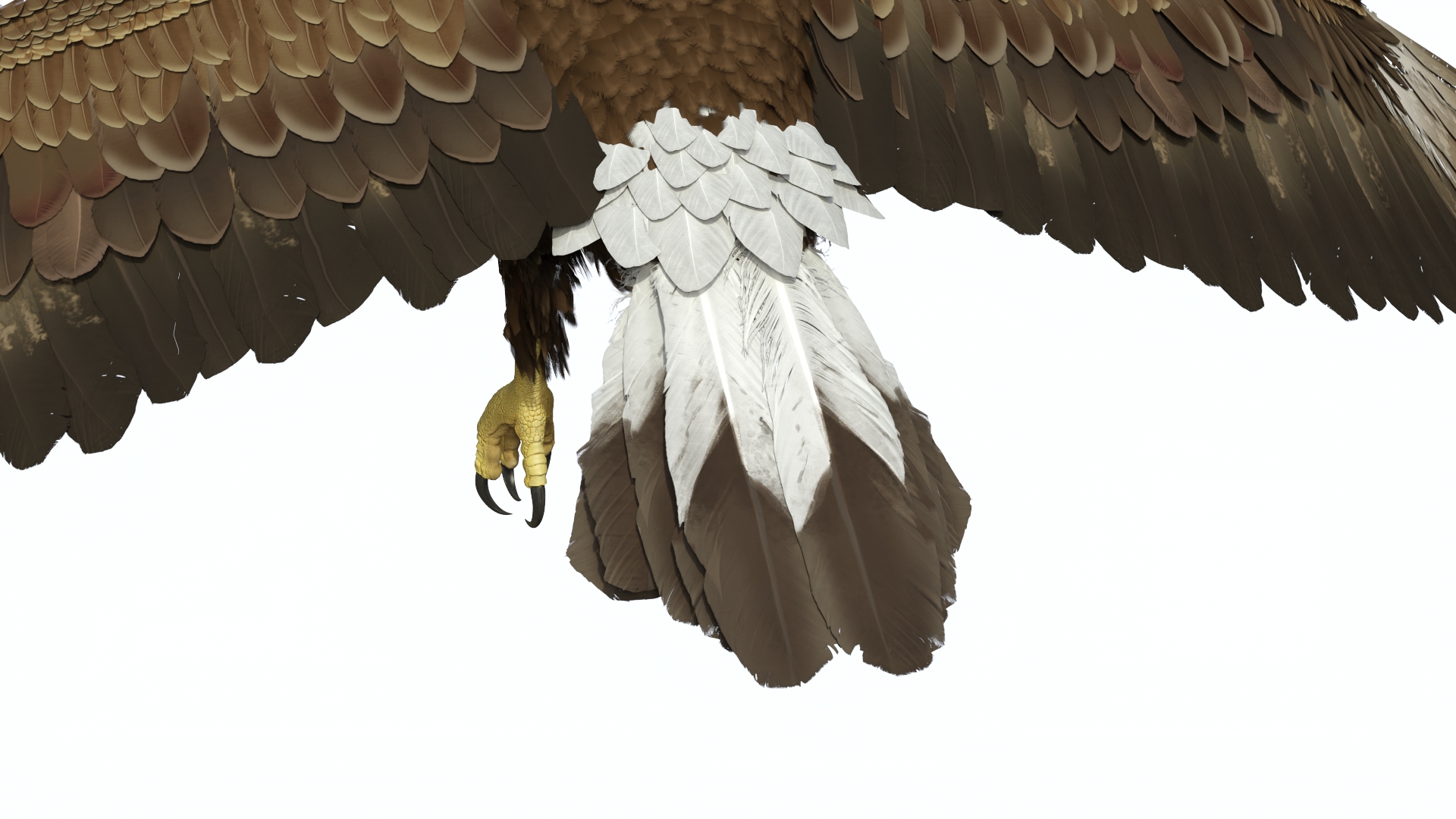 Golden Eagle Flying 3D model