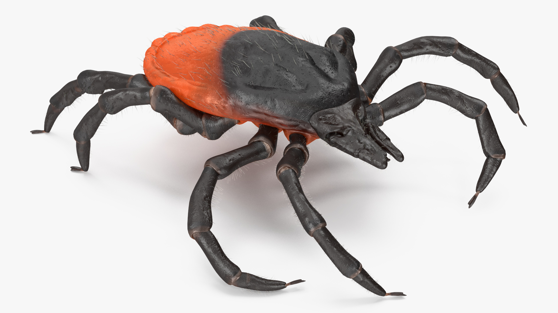Tick Crawling Pose Fur 3D