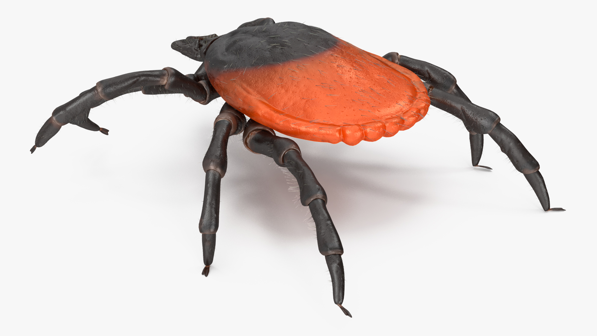 Tick Crawling Pose Fur 3D