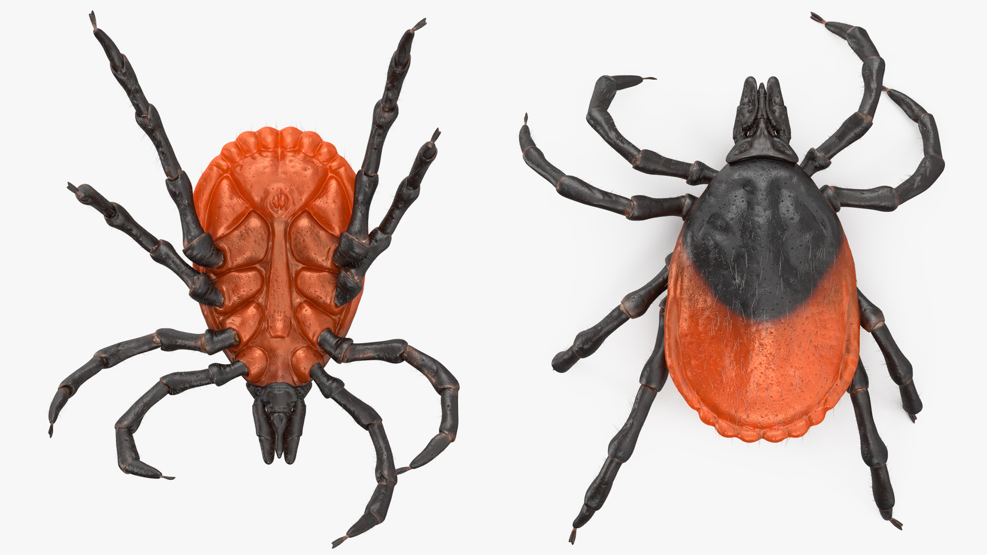 Tick Crawling Pose Fur 3D