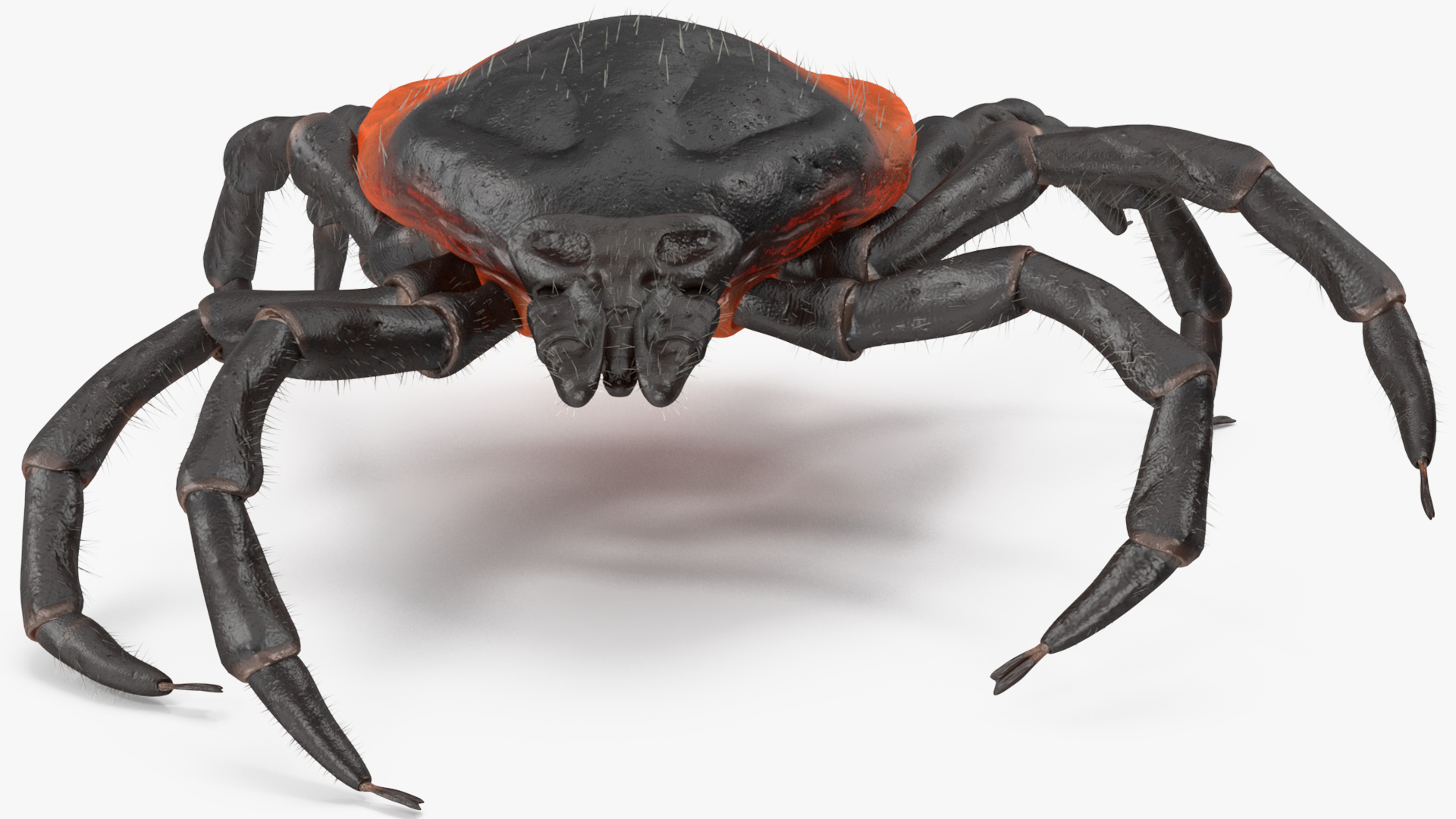 Tick Crawling Pose Fur 3D