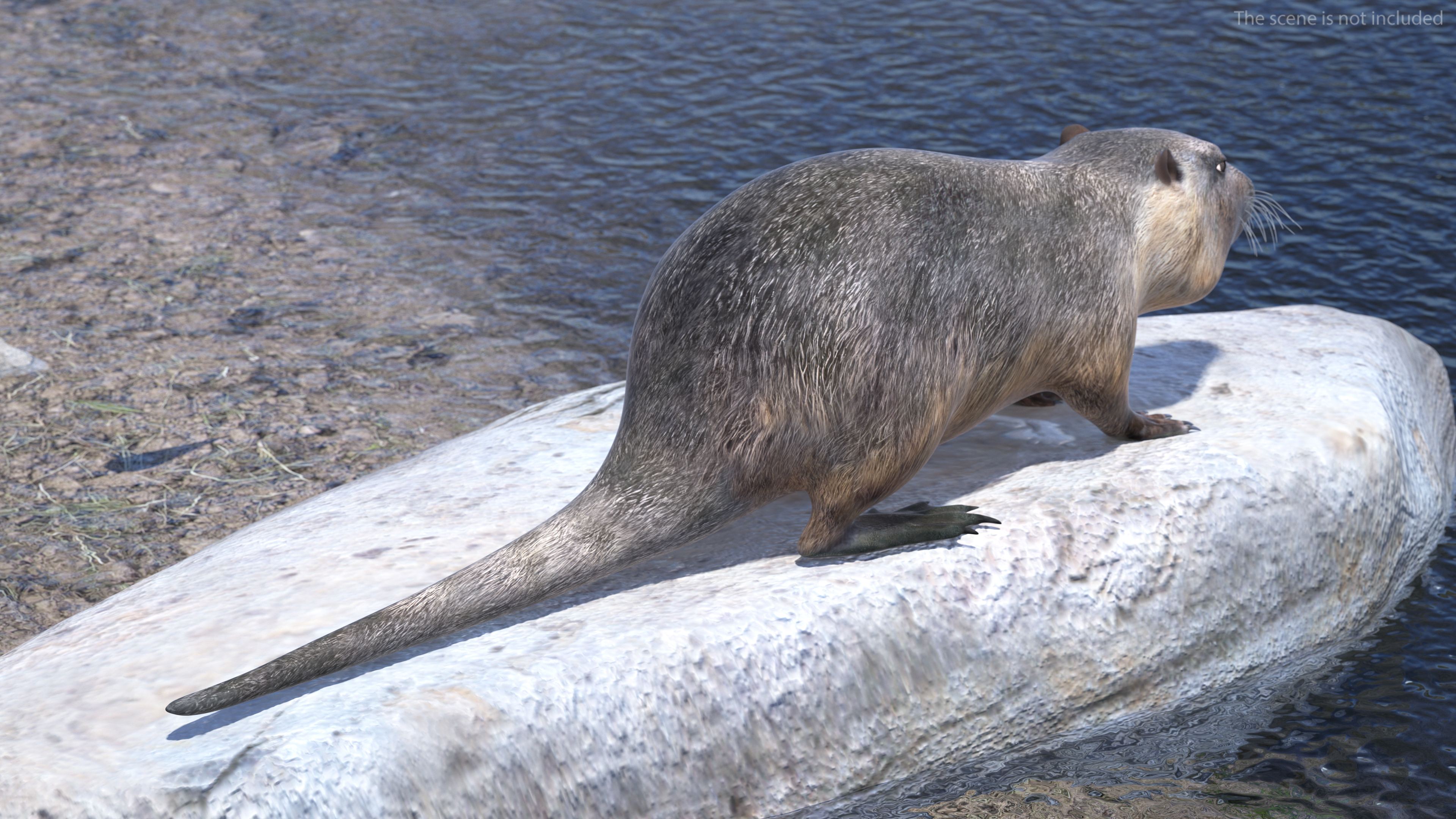 3D model Nutria