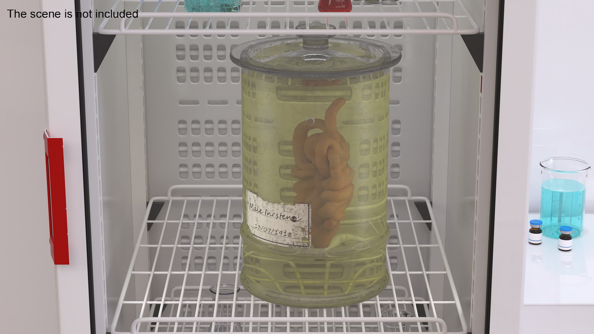 3D Human Small Intestine in Old Glass Jar model
