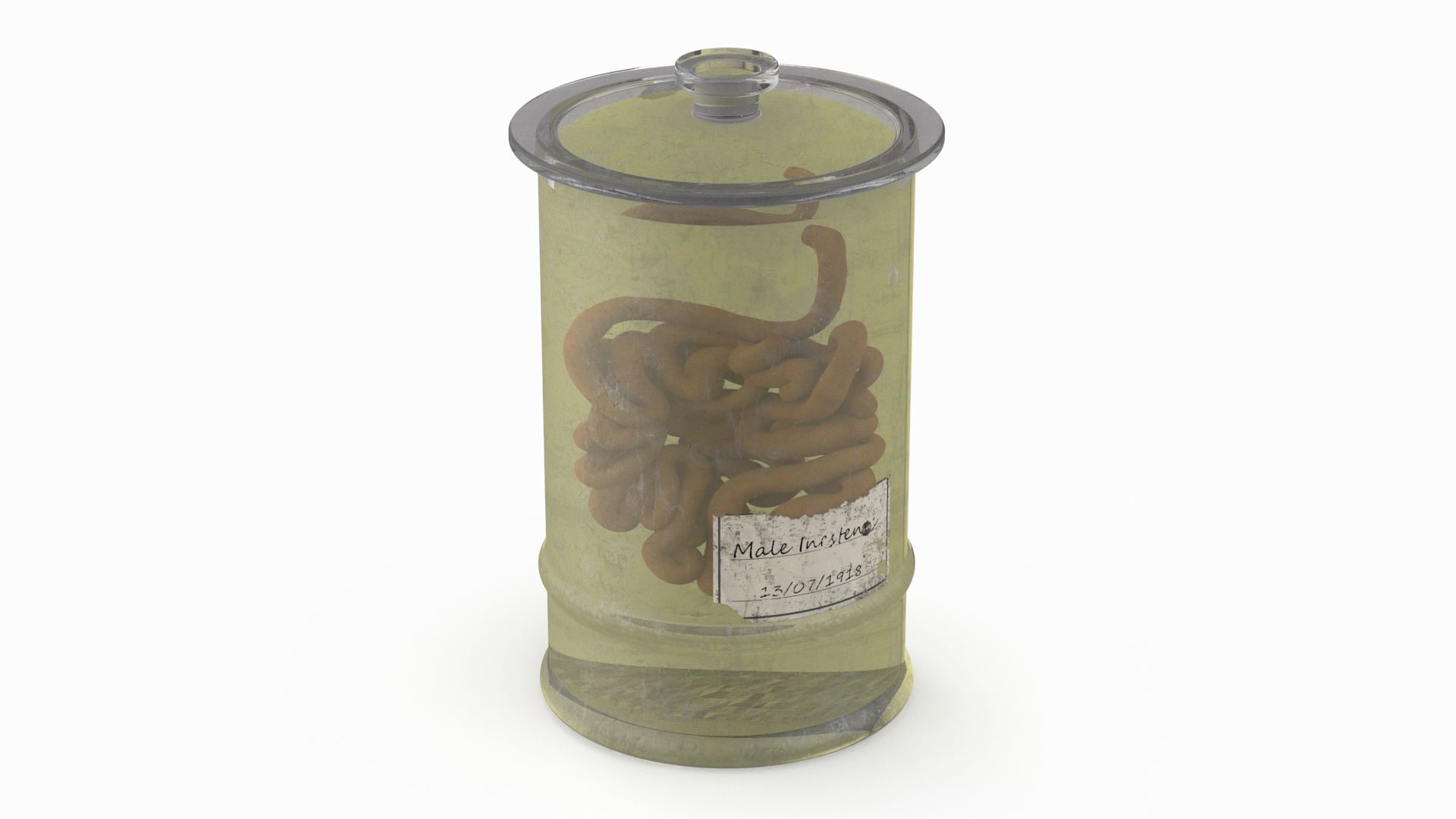 3D Human Small Intestine in Old Glass Jar model