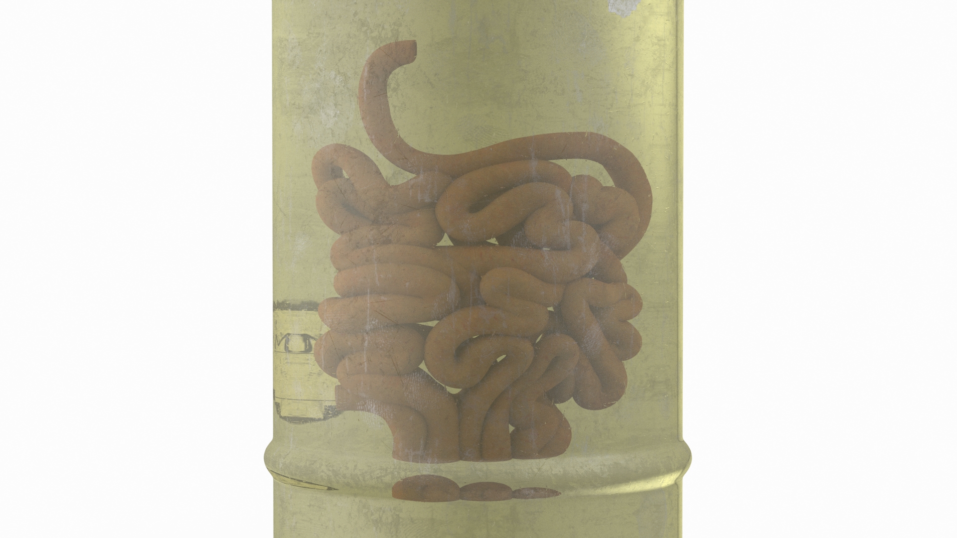 3D Human Small Intestine in Old Glass Jar model