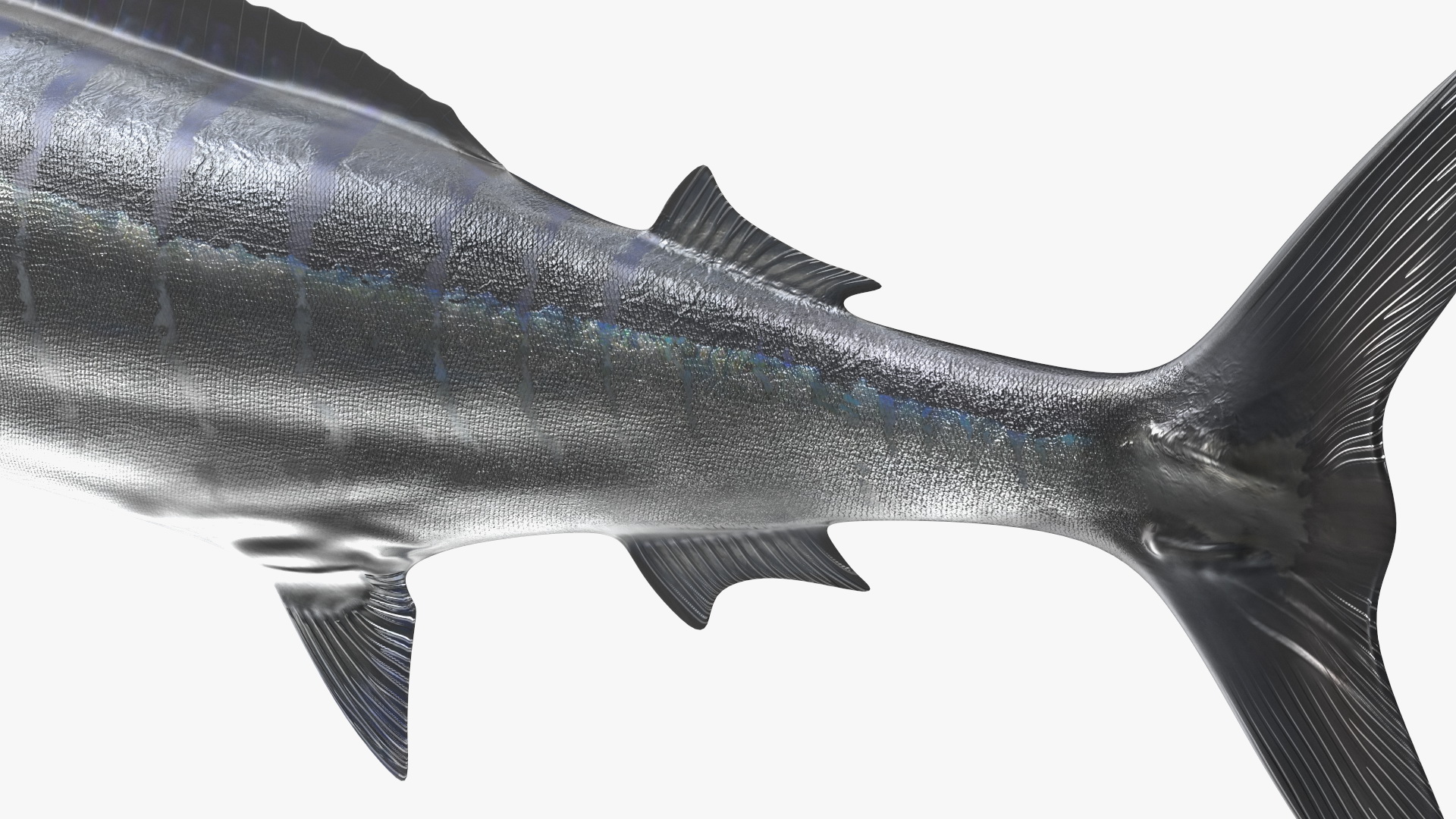 White Marlin Fish 3D