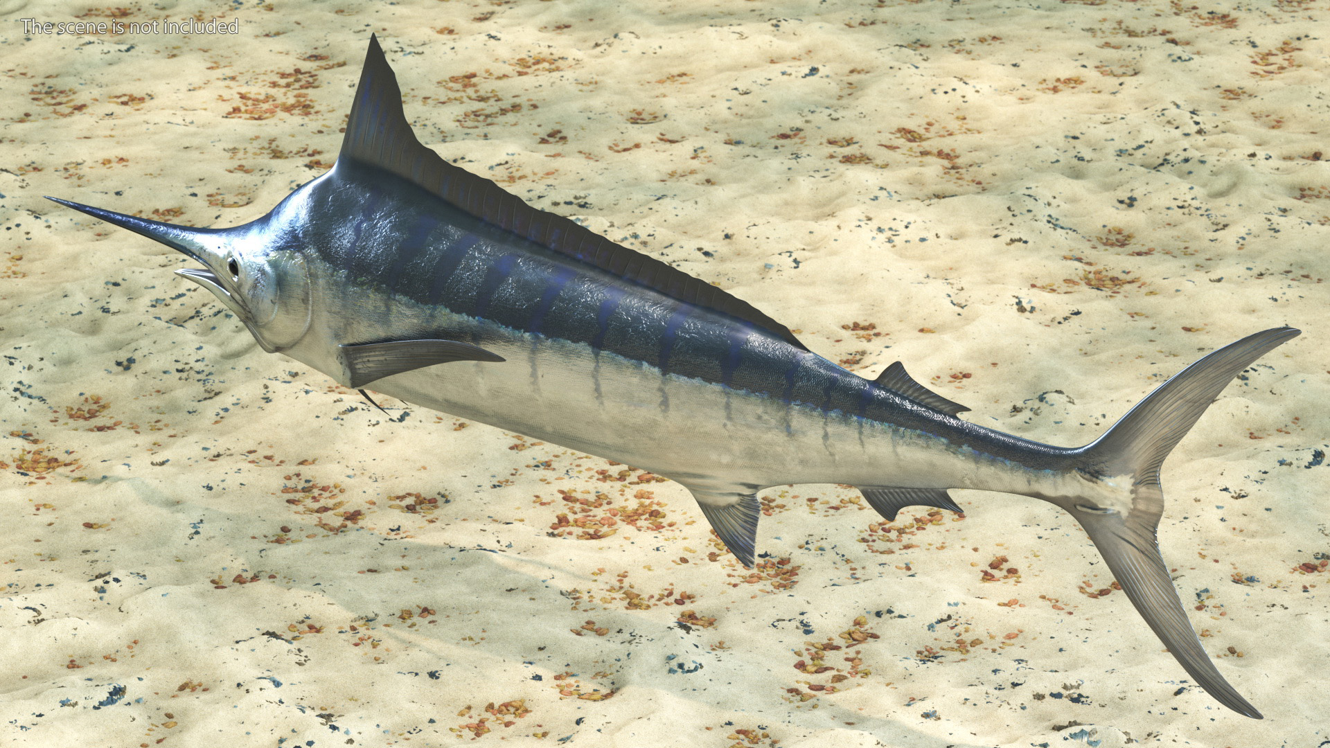 White Marlin Fish 3D